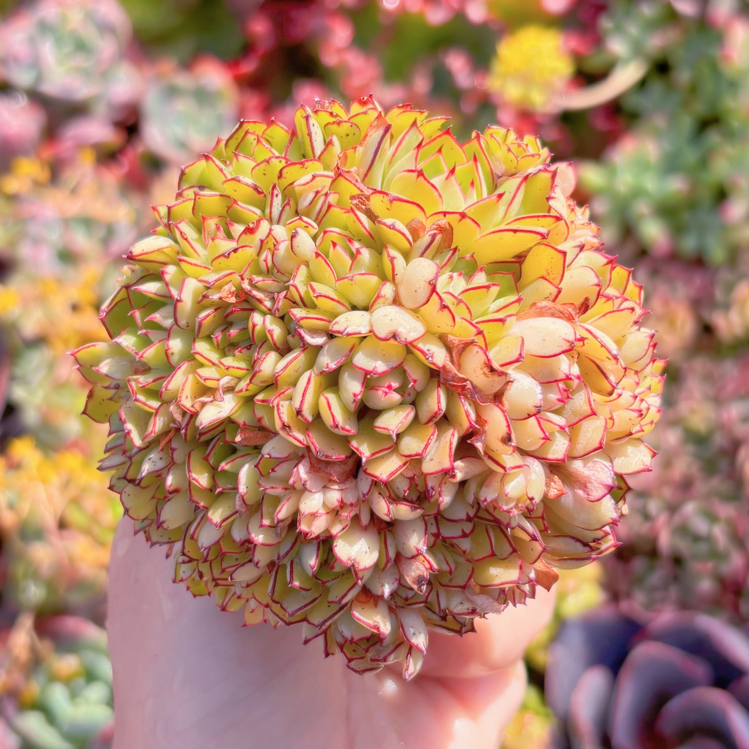 多肉植物　シンデレラ　群生　新入荷　るる農園