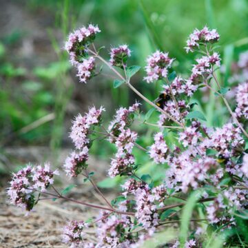 Alice クラリセージ、ティーツリー、イランイラン、ラベンダー 15ml Alice様専用 クラリセージ、ティーツリー、イランイラン
