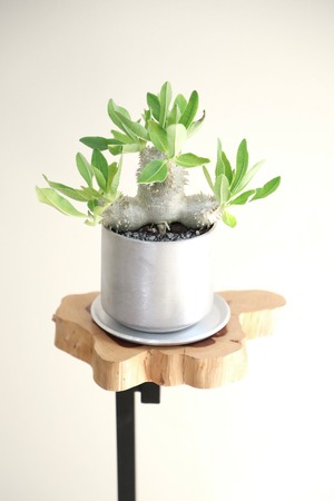 【S】恵比寿大黒/Pachypodium densicaule  ※アルミポット付き