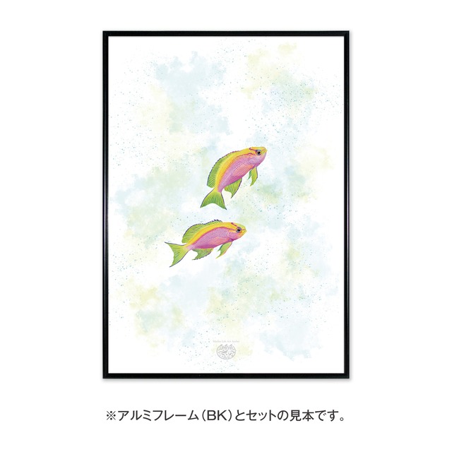 【海のいきものアートポスター／魚】ベントラリスアンティアス