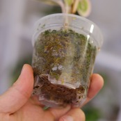 アグラオネマ ロータス ディライト / Aglaonema Lotus Delight⑤ / 観葉植物<育て方・花言葉>