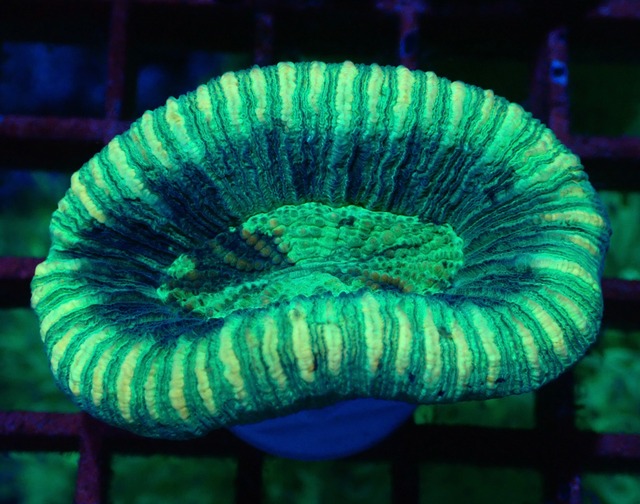 Trachyphyllia geoffroyi Green 2