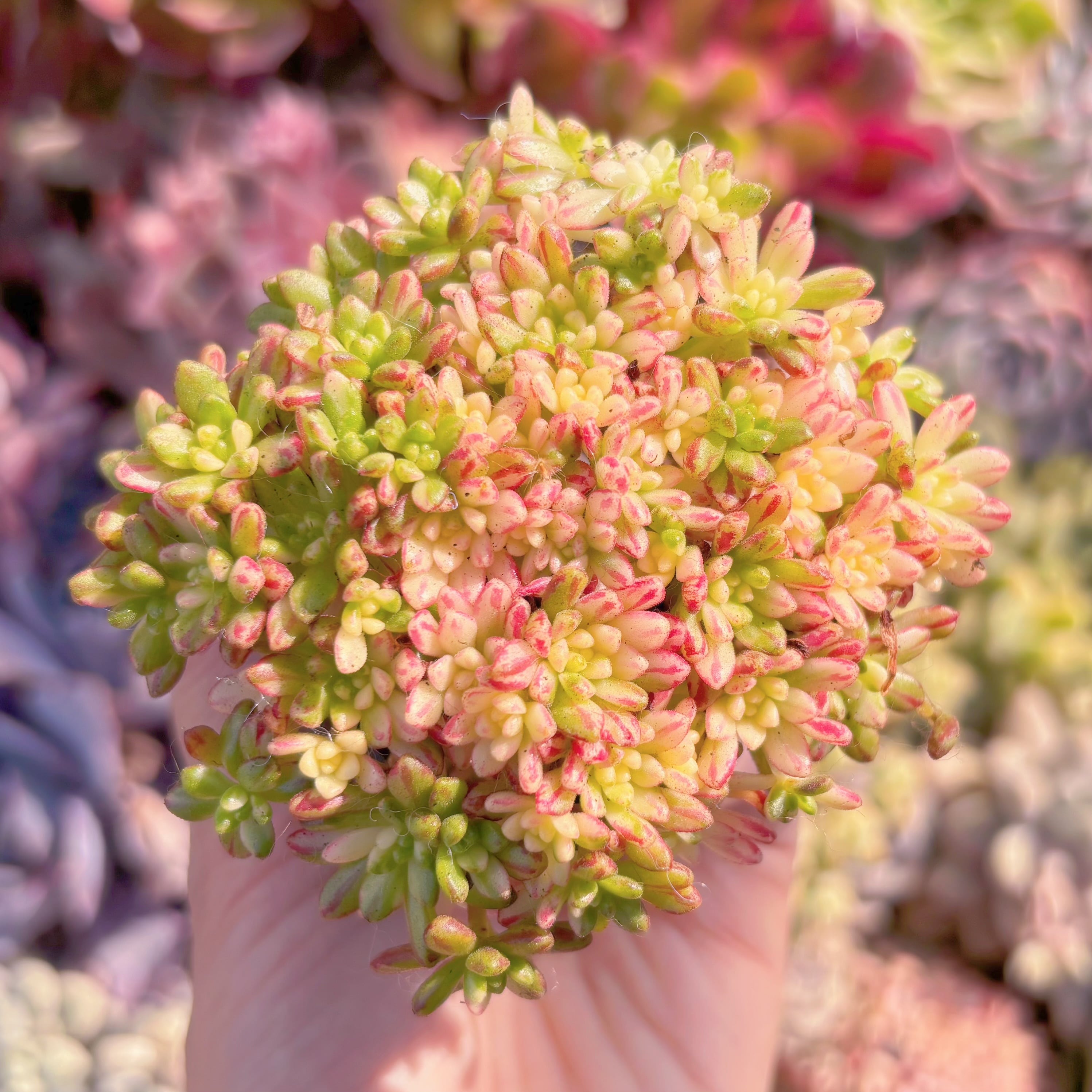 現品　小人の祭り錦#757　群生　るる農園