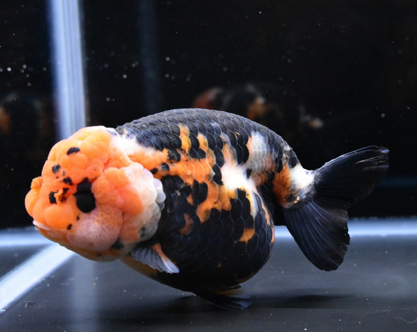 江戸錦８匹 江戸錦【RA-8】 | 〈金魚専門店〉fishfarmjp1
