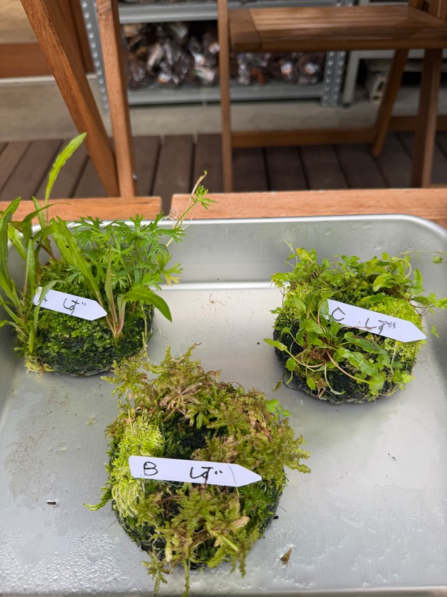 【ADA】９月26日分ADA侘び草しずく！背が高くなりにくい（写真の現物配送です！あかだまちゃん激推し水草の寄せ植えです。水中でも半水中でも楽しめます）