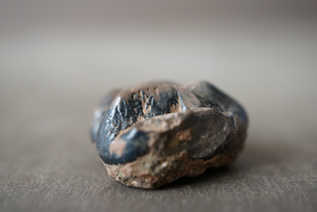 マナティの歯化石 Manatee tooth fossil Trichechus sp. 1453