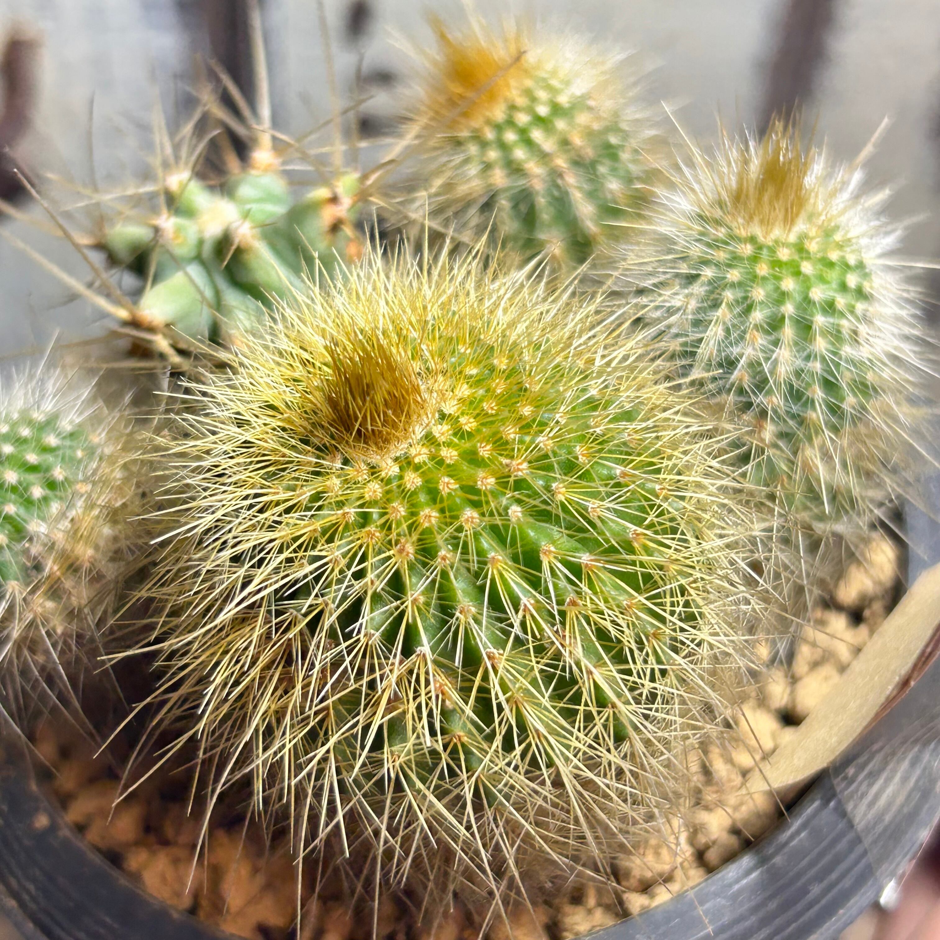 T)サボテン寄せ植え | RuPo 多肉植物専門店