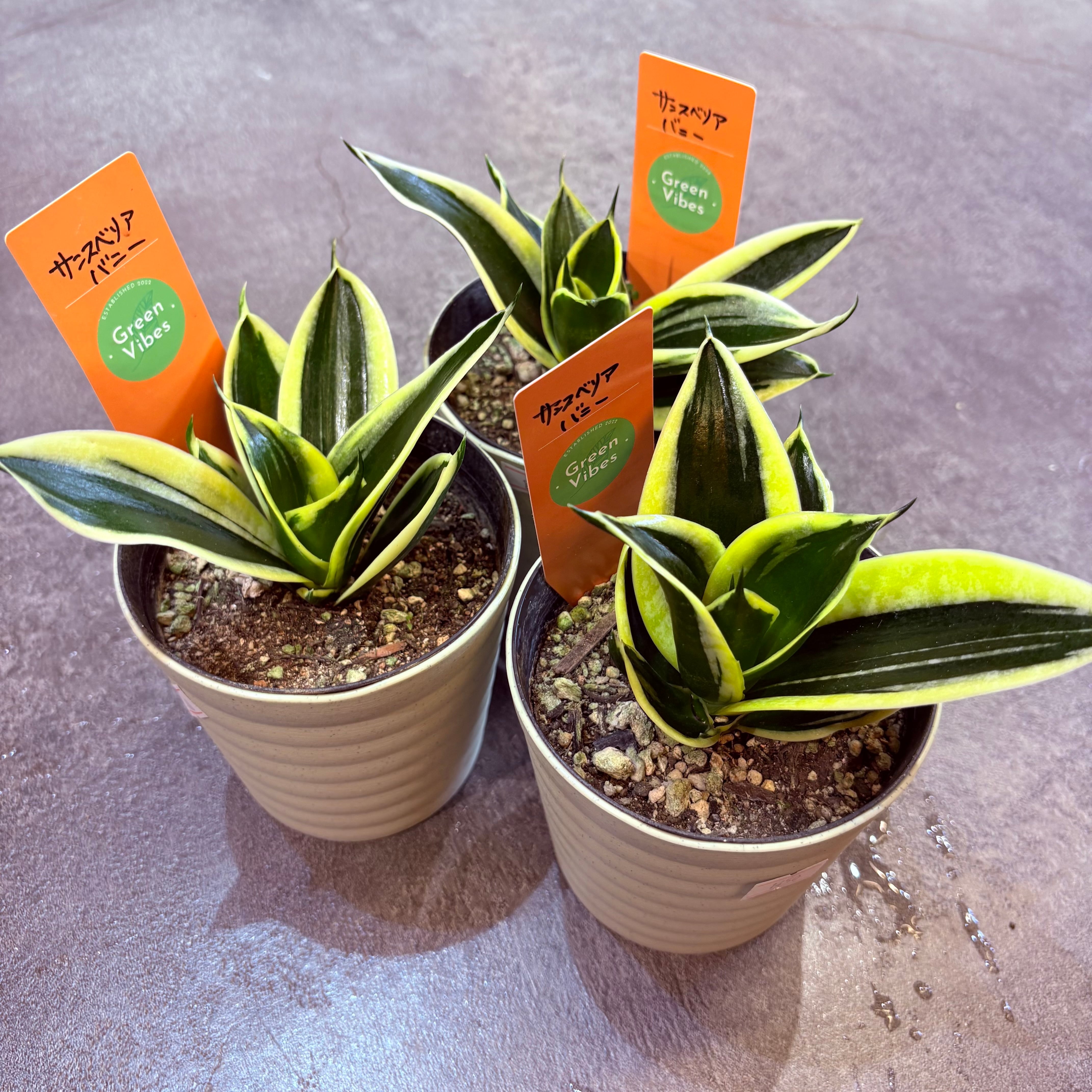 サンスベリア バニー 4号 | Green Vibes 宇都宮市の観葉植物専門店