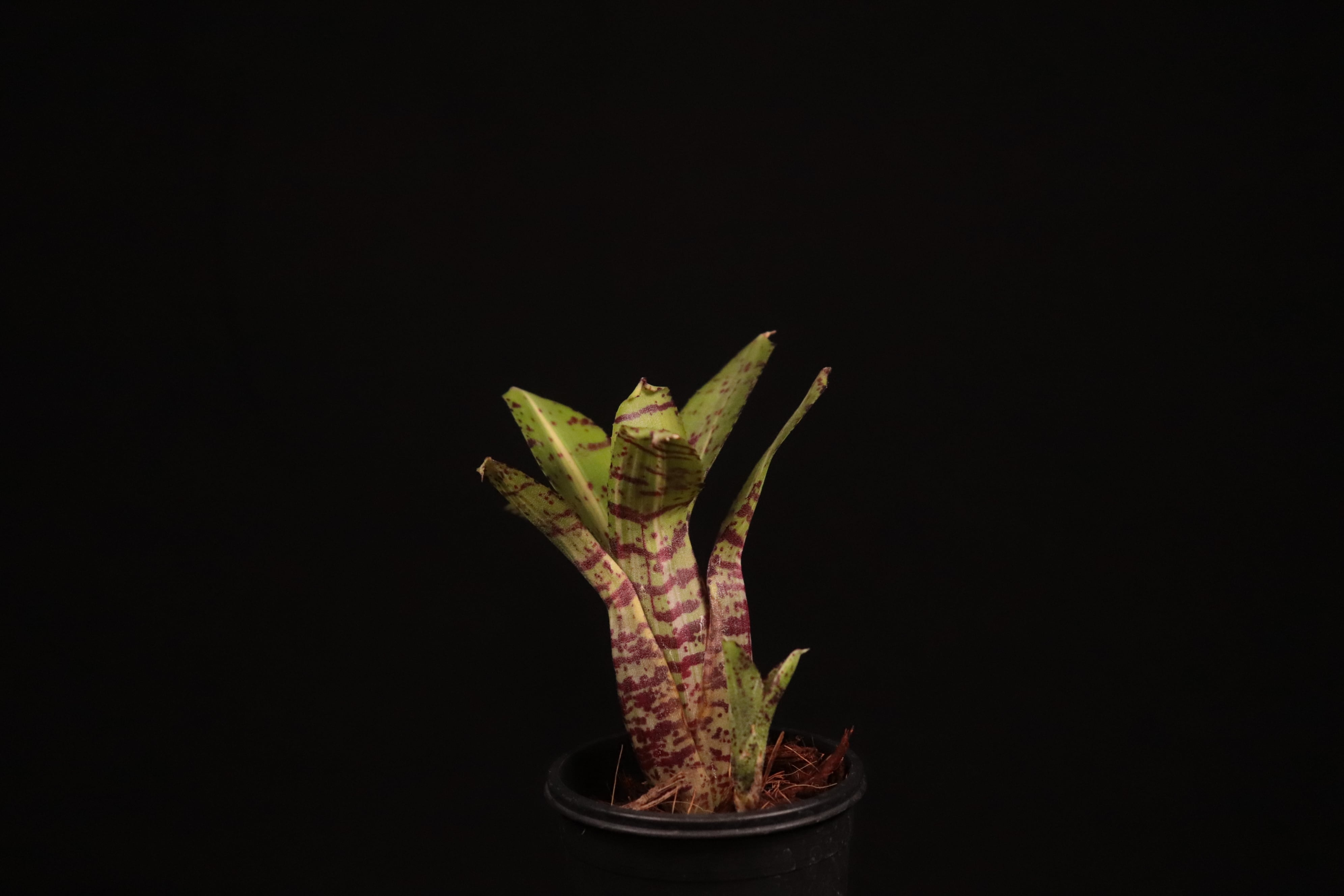 送料無料】Neoregelia 'Gremlin'〔ネオレゲリア〕現品発送N0514