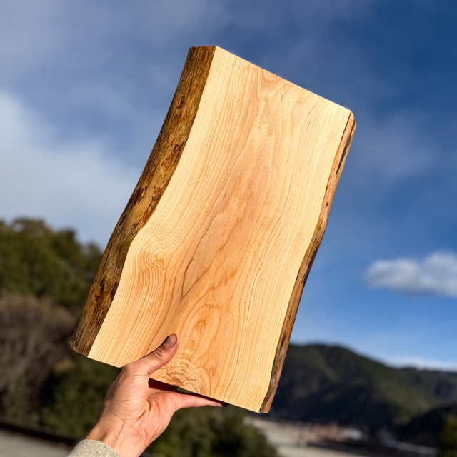 No.420：ヒマラヤ杉