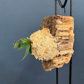 ビカクシダ バクテリア P. willinckii 'Bacteria' spore コルク仕立て【1059】