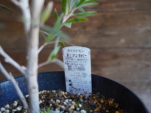 【現物】カリステモン　”ドーソンリバー”