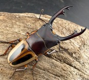 【WD】《ラテラリスノコギリ亜種マイリーン 52mm ペア》