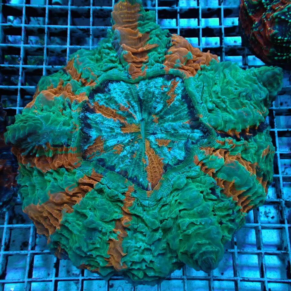 アザミハナガタサンゴ | HOUSE REEF(ハウスリーフ)サンゴ・海水魚