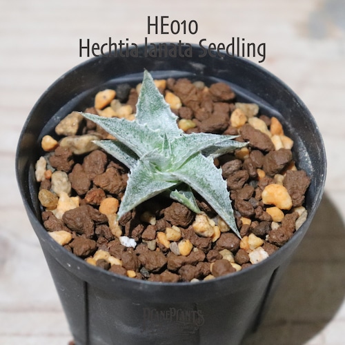 【送料無料】Hechtia lanata seedling〔ディッキア〕現品発送HE010