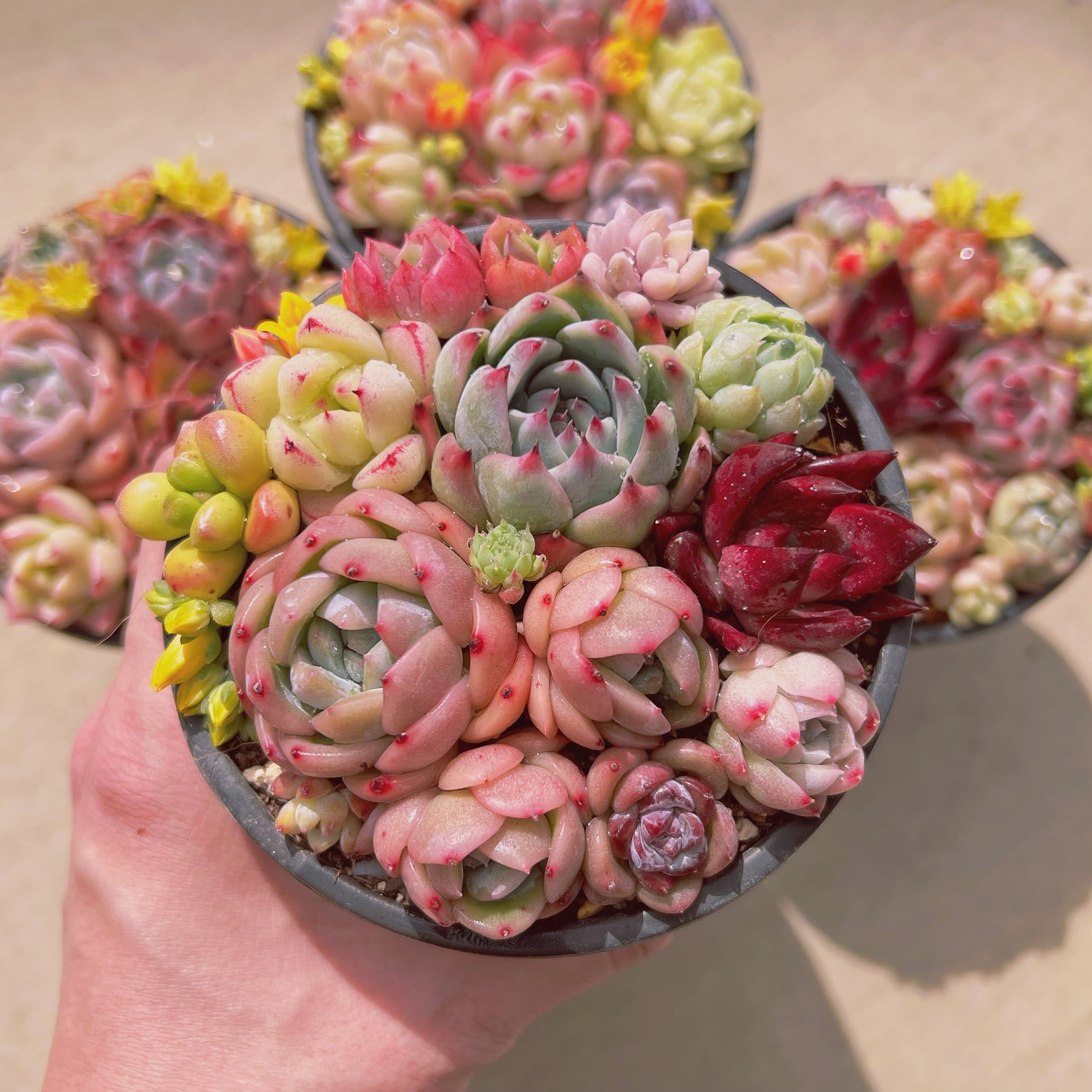 セットA(るる農園base販売会) | るる農園~多肉植物専門