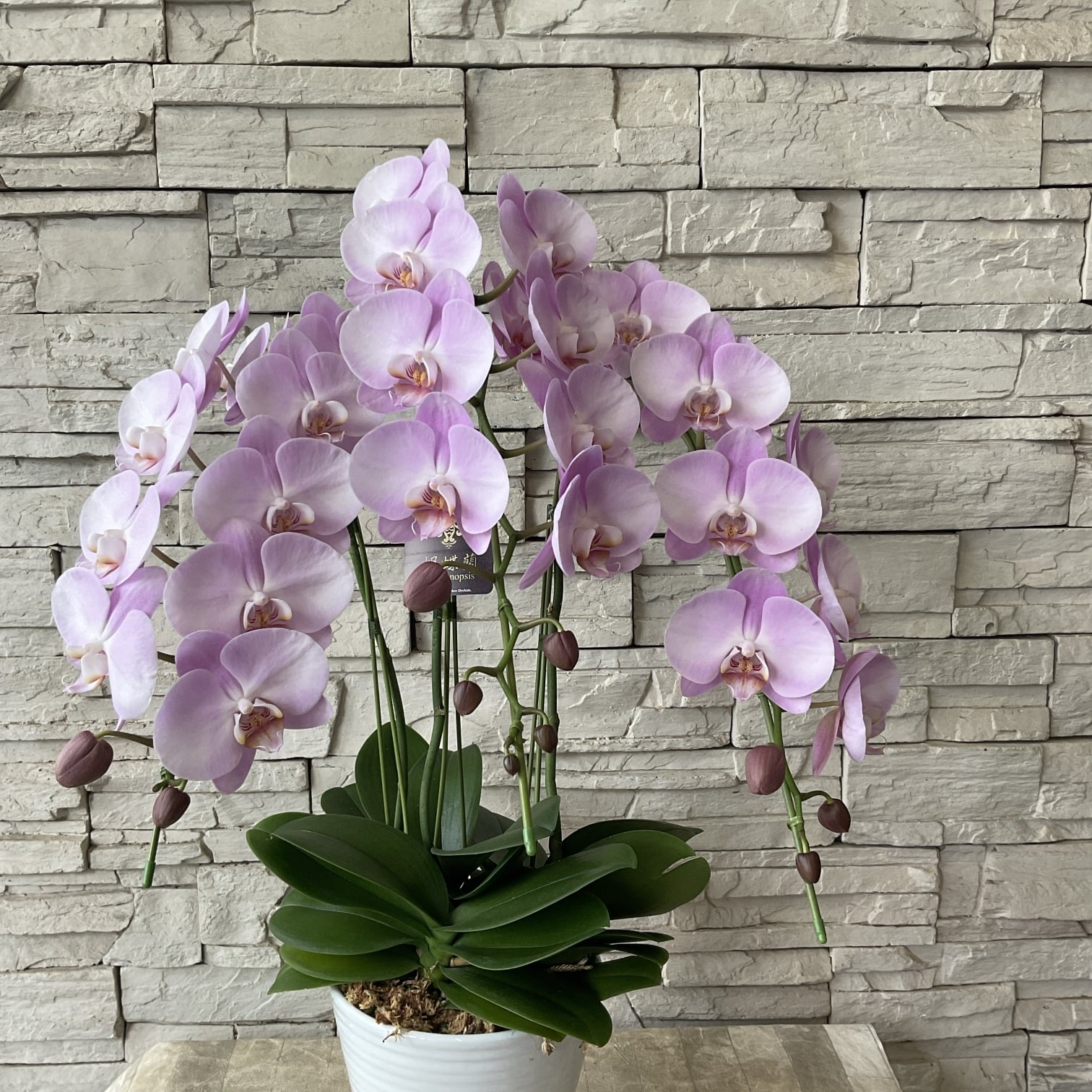 胡蝶蘭⭐️マザーチーク３鉢⭐️4号鉢Lサイズ ミディ胡蝶蘭 “マザーチーク” Standard - 花屋L'eau et le Soleil
