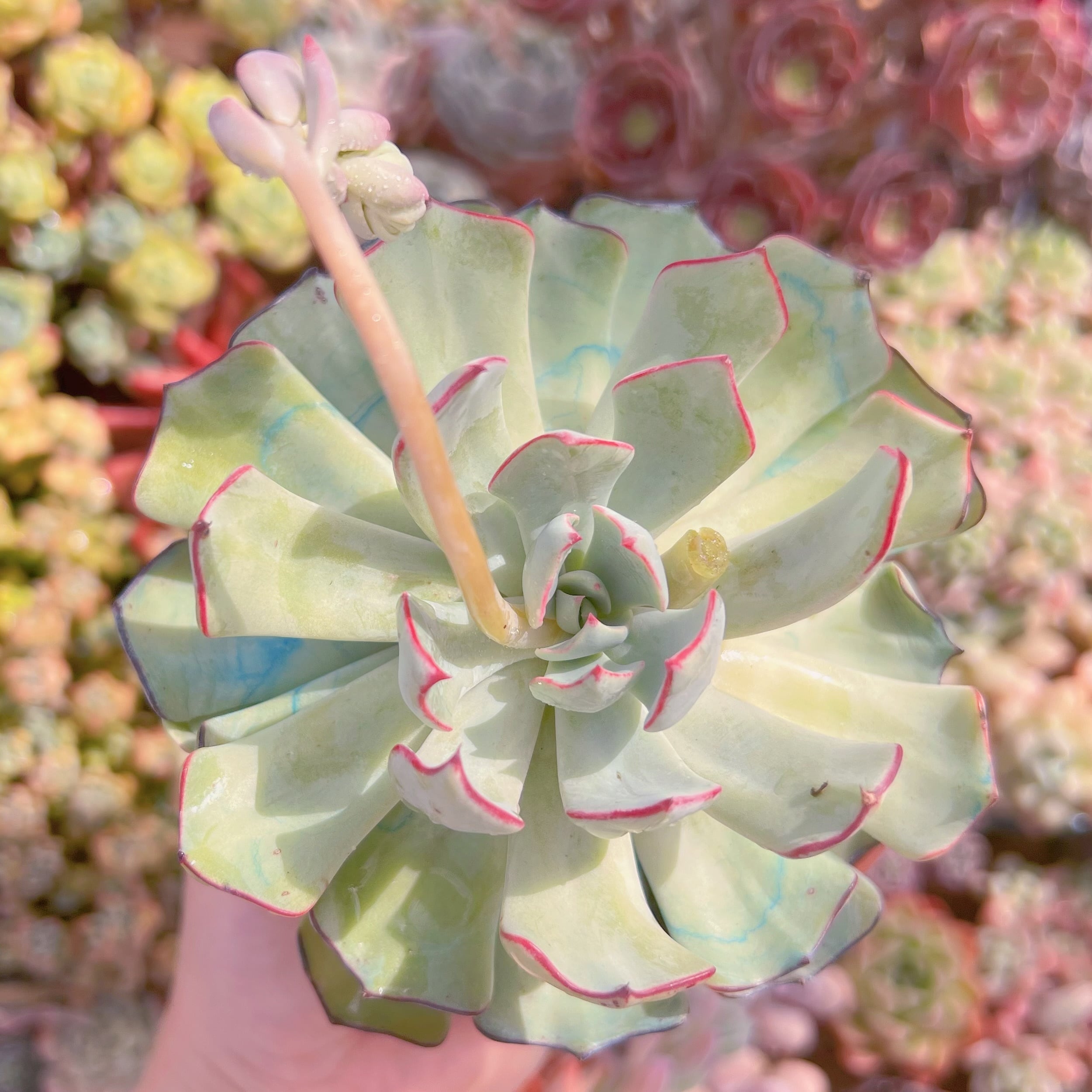 現品　ストリクチフローラ#622　大苗　るる農園