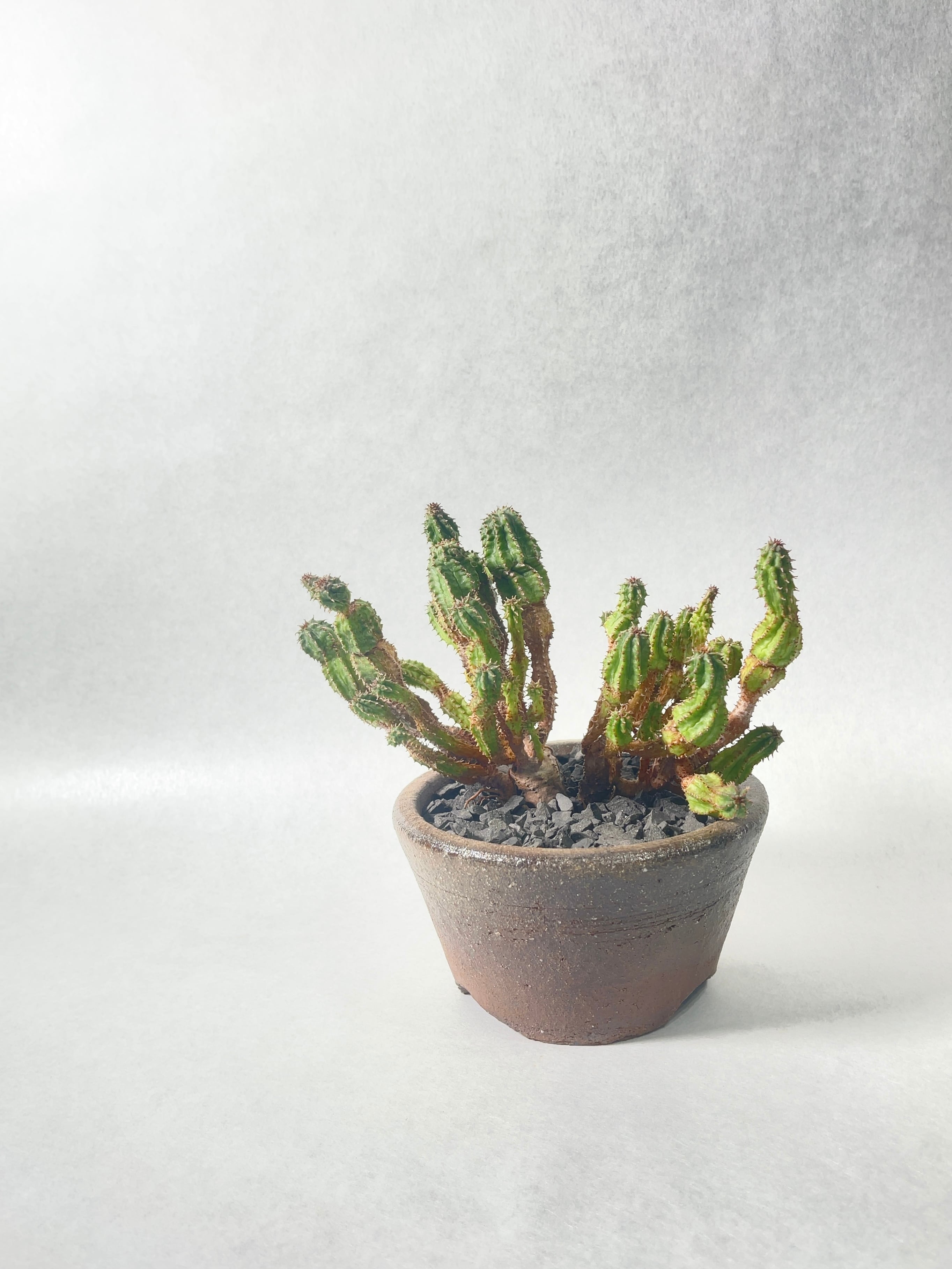 ユーフォルビア・ポリゴナモンストローサ | trigger ユーフォルビア・ポリゴナモンストローサ | trigger