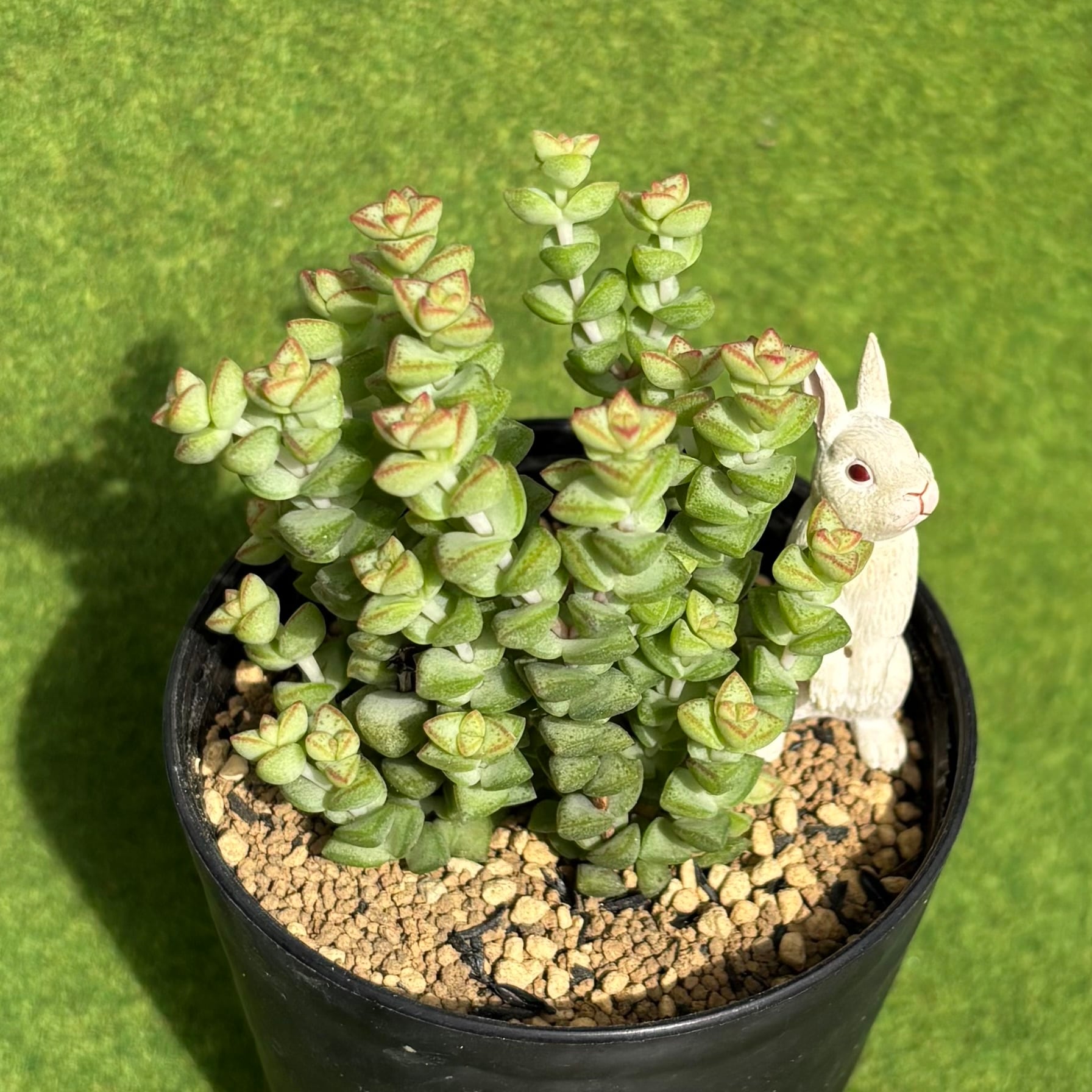 Sansevieria 'Tower Variegated' サンスベリア・タワー 斑入り | PAY ID