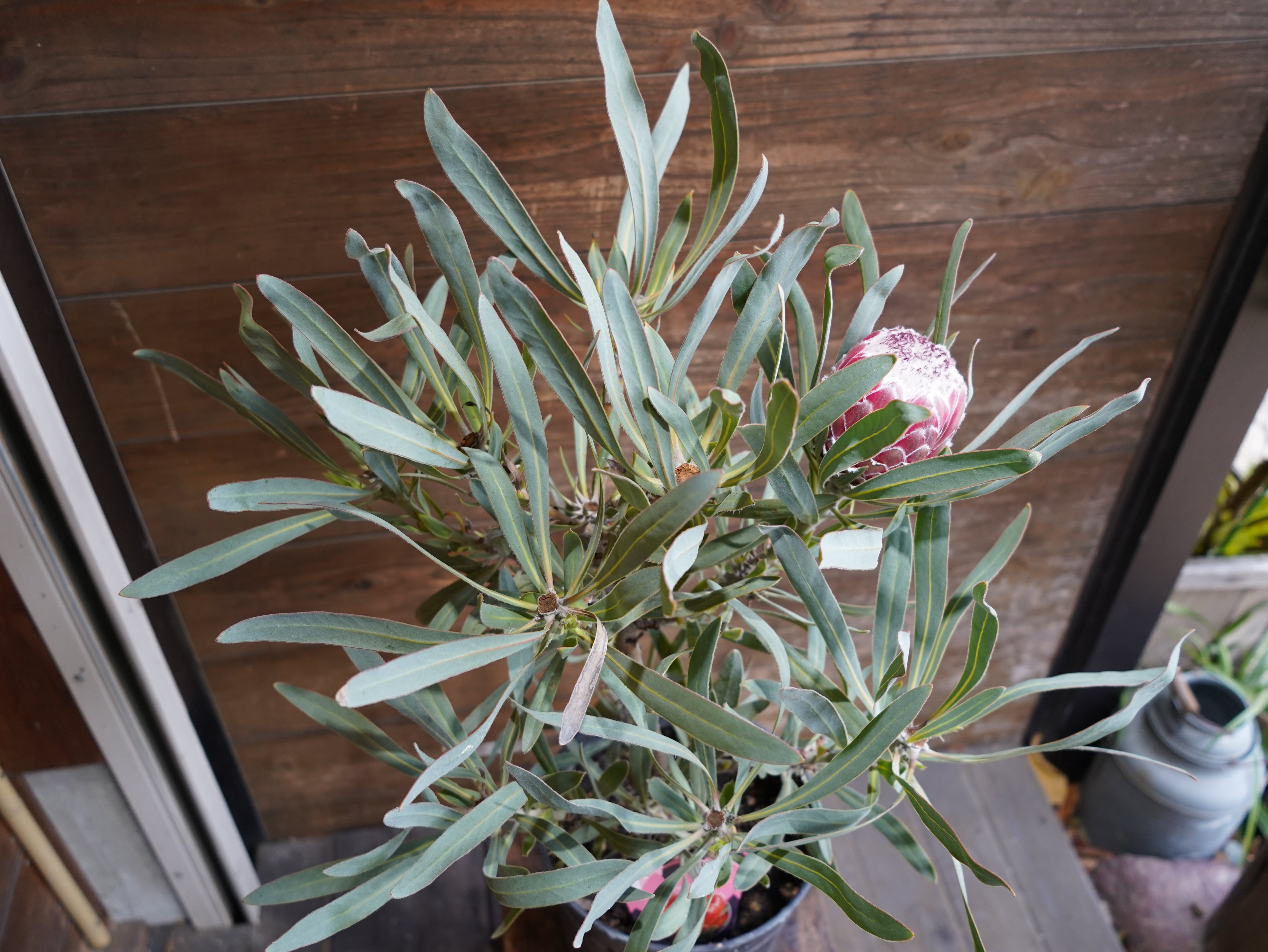 【現物】プロテア　"ジュリエット"