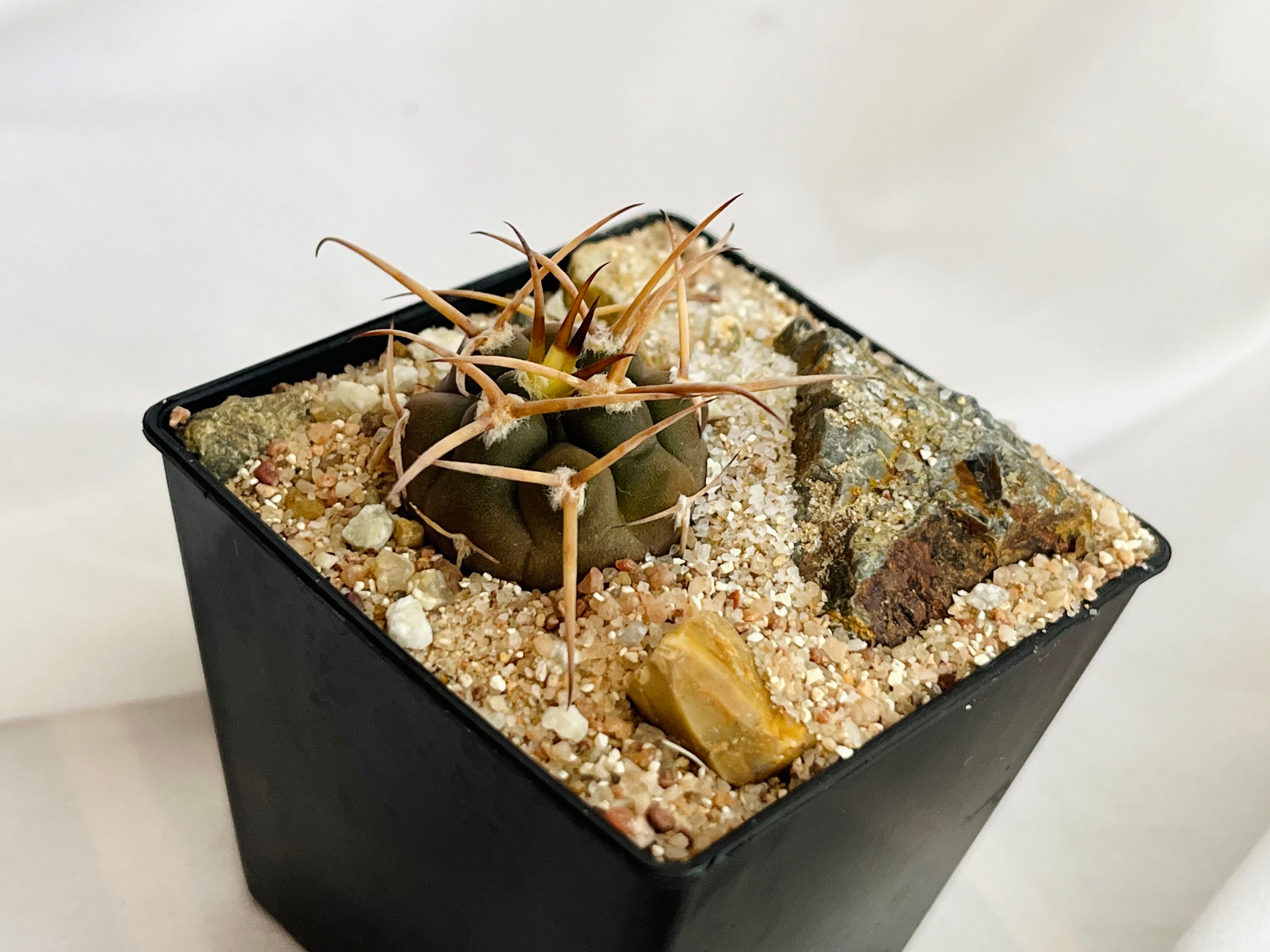 魔天竜　綴化　錦 Gymnocalycium mazanense ギムノカリキュウム マザネンセ 魔天竜