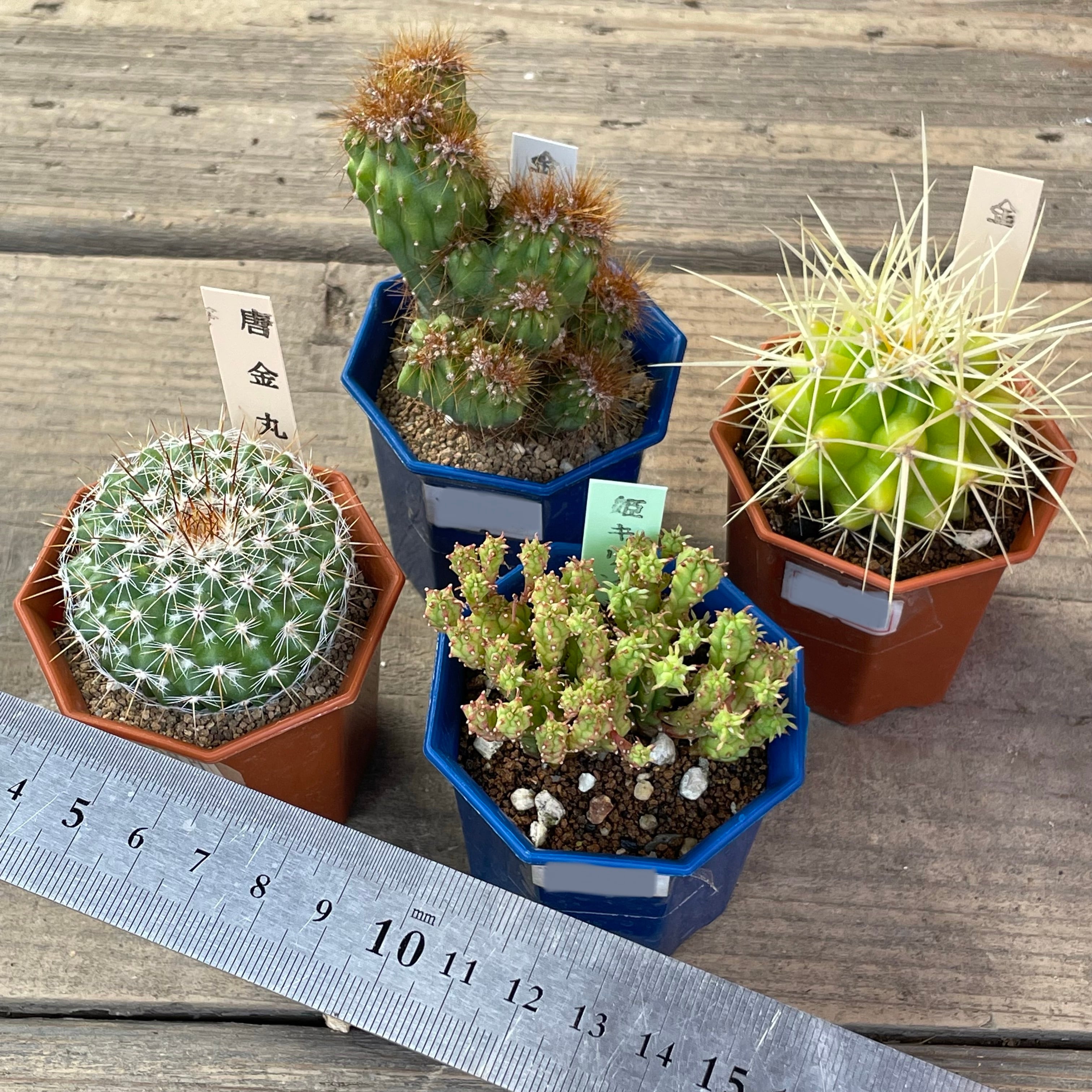 サボテン 竜神木 柱サボテン カット苗 サイズ選択可能 多肉植物 金鯱 黒王丸 サボテン 竜神木 柱サボテン カット苗 サイズ選択可能 多肉植物 金鯱