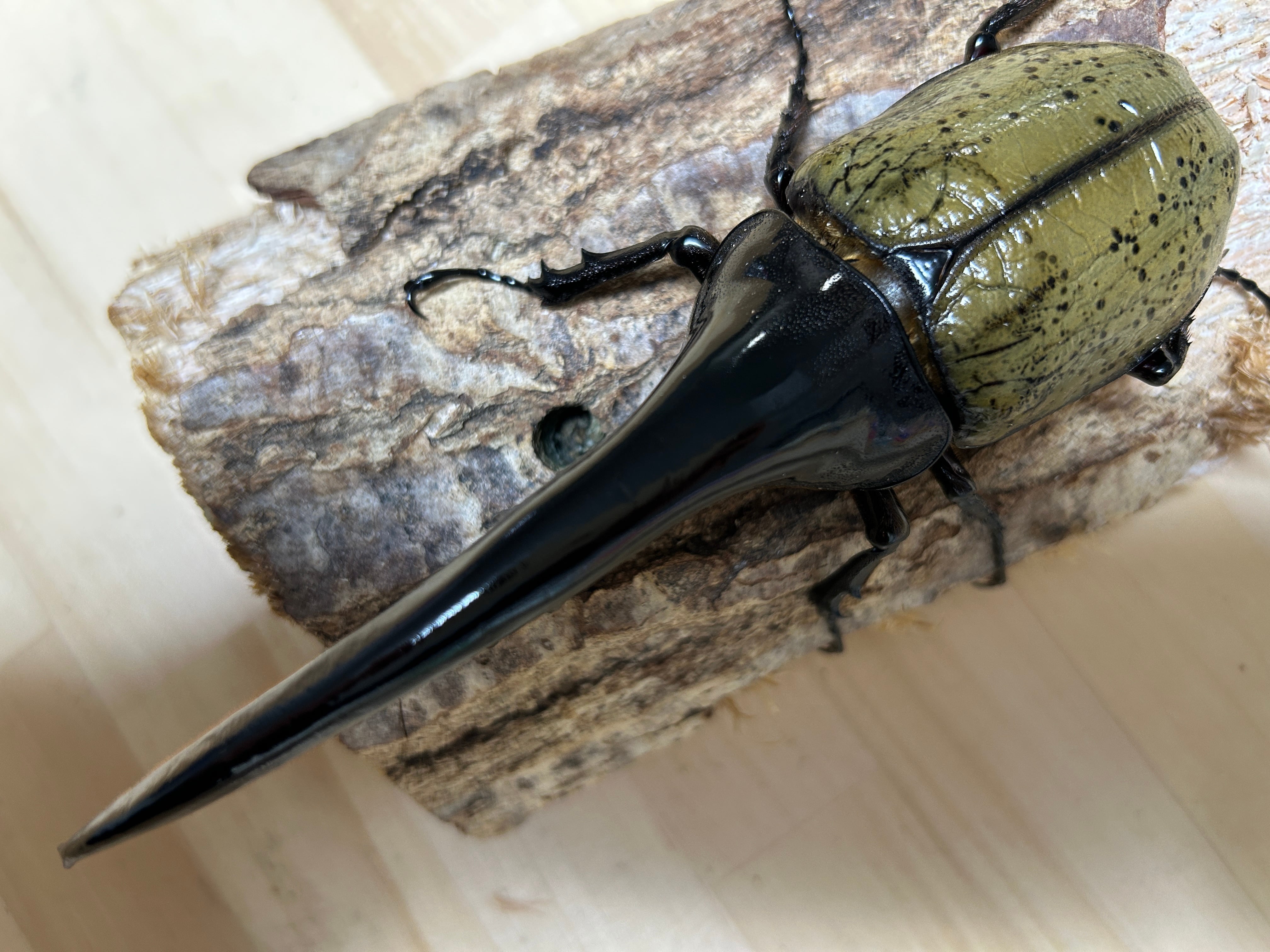 種親に!】ヘラクレスオオカブト ♂161.5mm 《momo兄弟×Gibson》美形