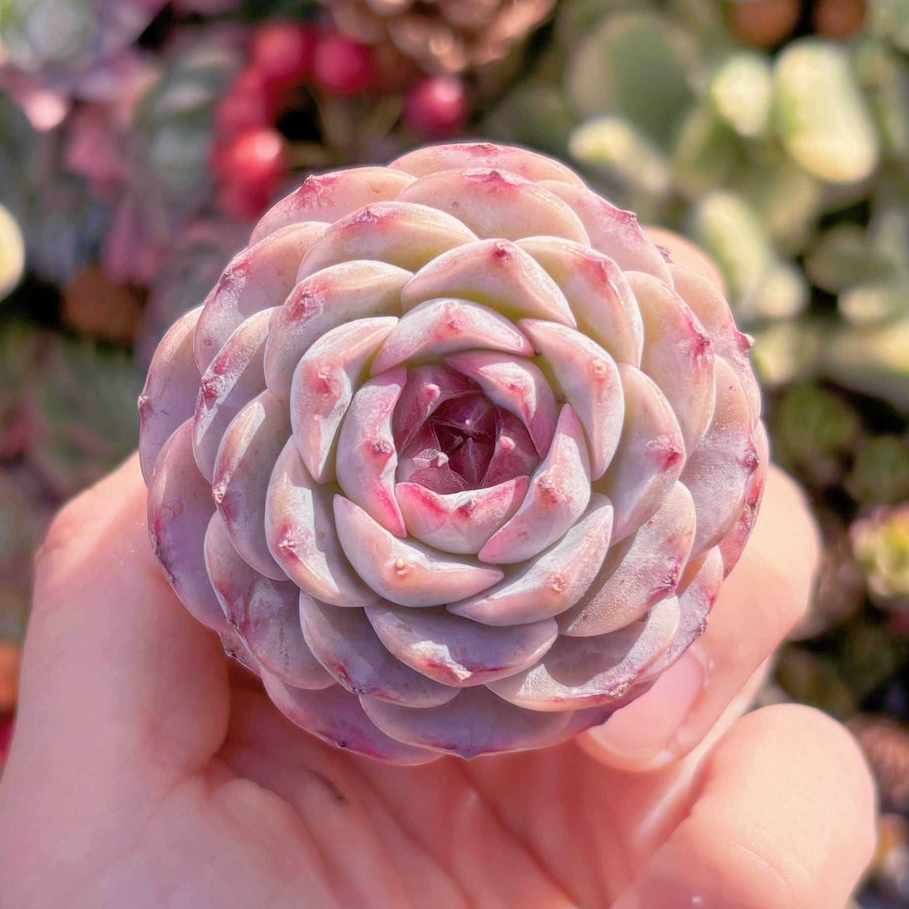 多肉植物　紫石榴　新入荷　るる農園