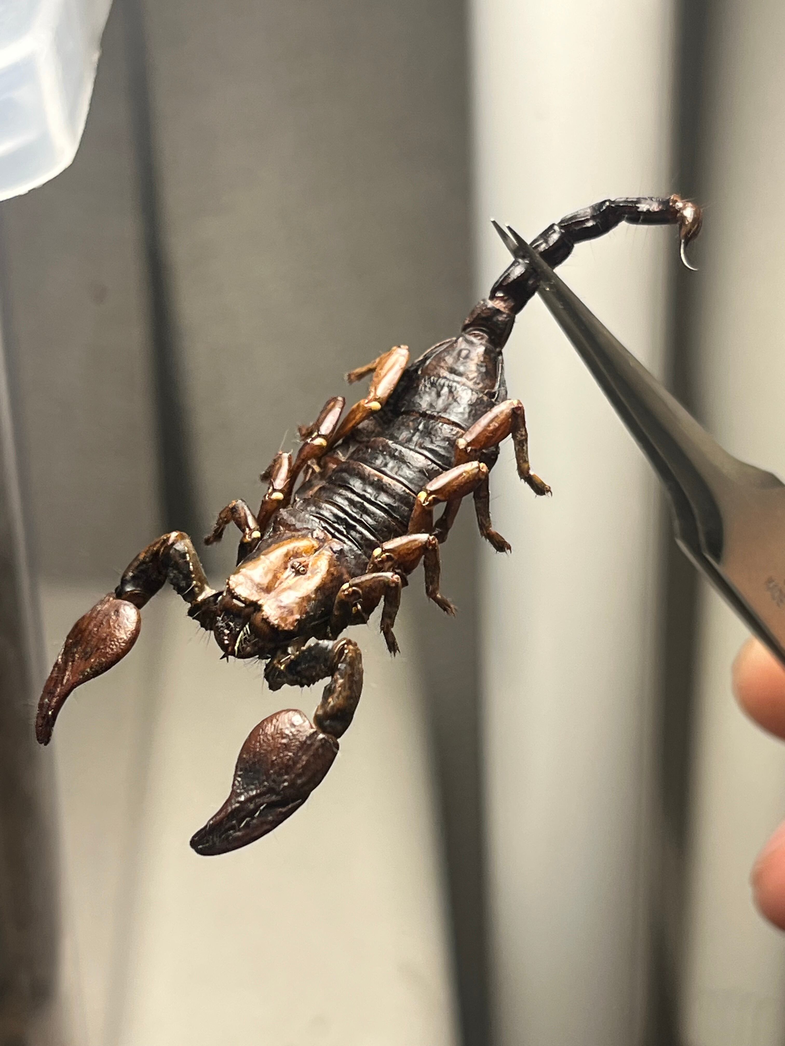 サソリ | オモニキチュウ