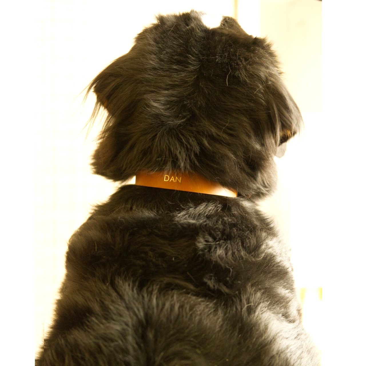 Belt Collar / 30mm