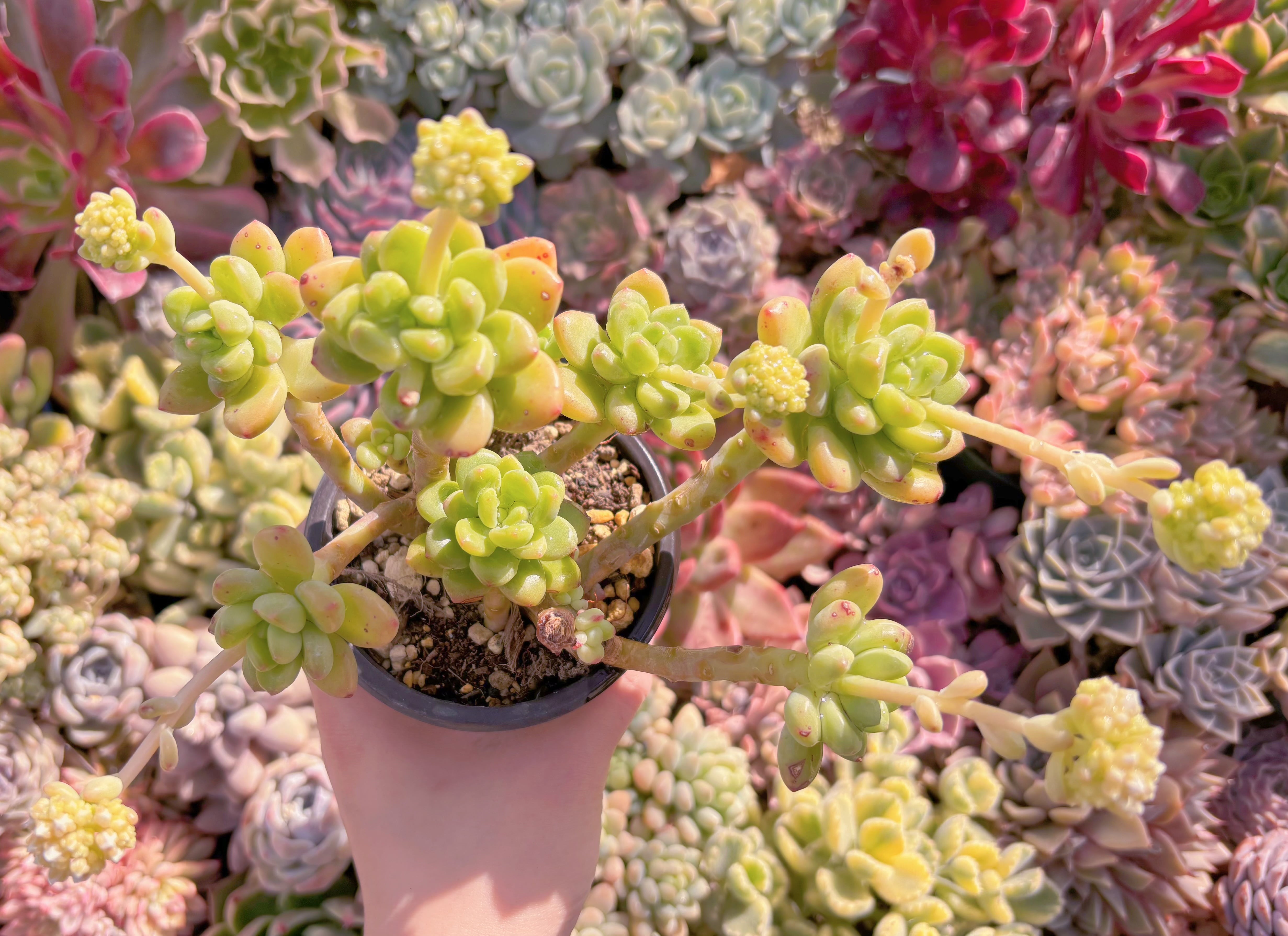 現品　シャングリラ#247　るる農園