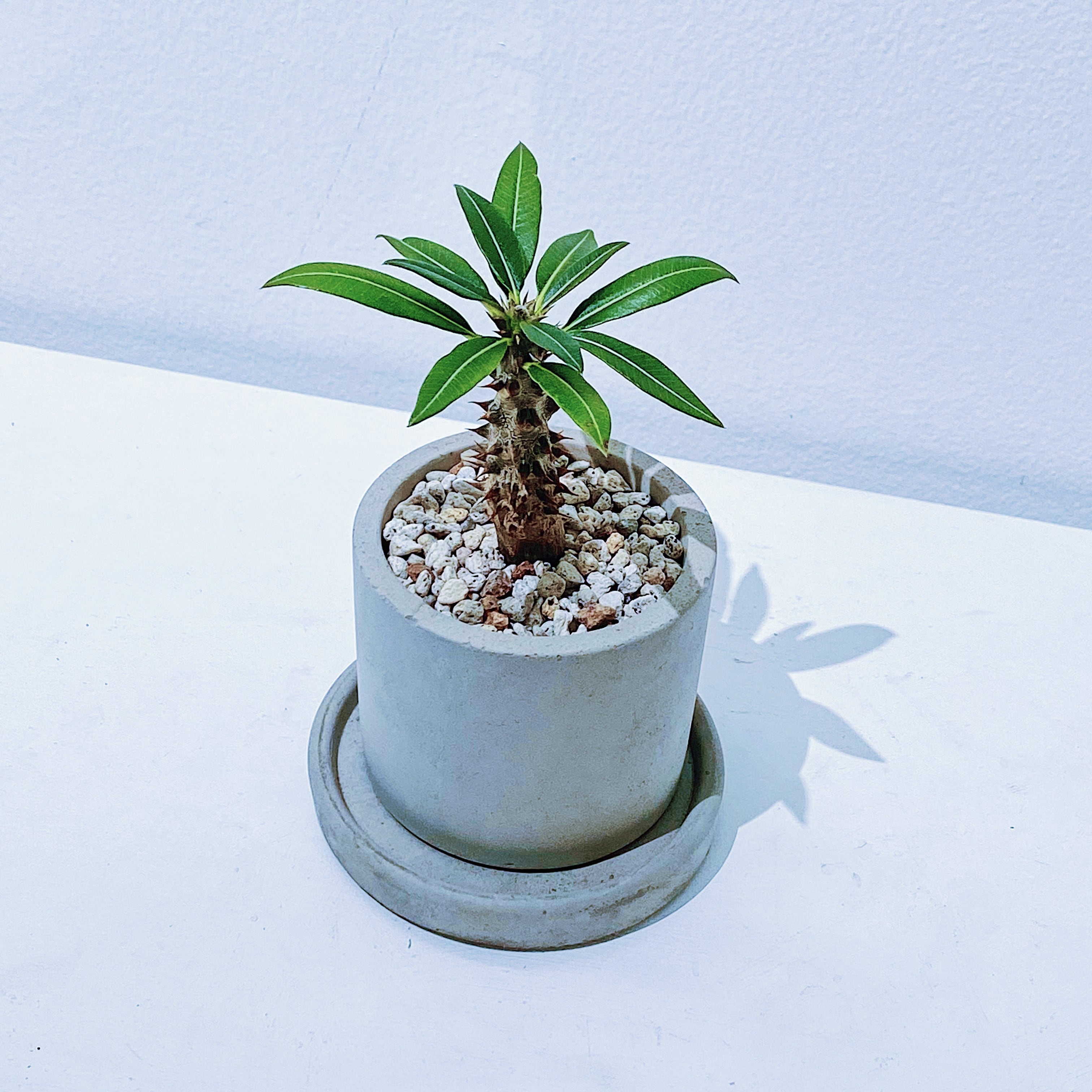 パキポディウム バロニー 実生 厳選個体 Pachypodium baronii | STAND