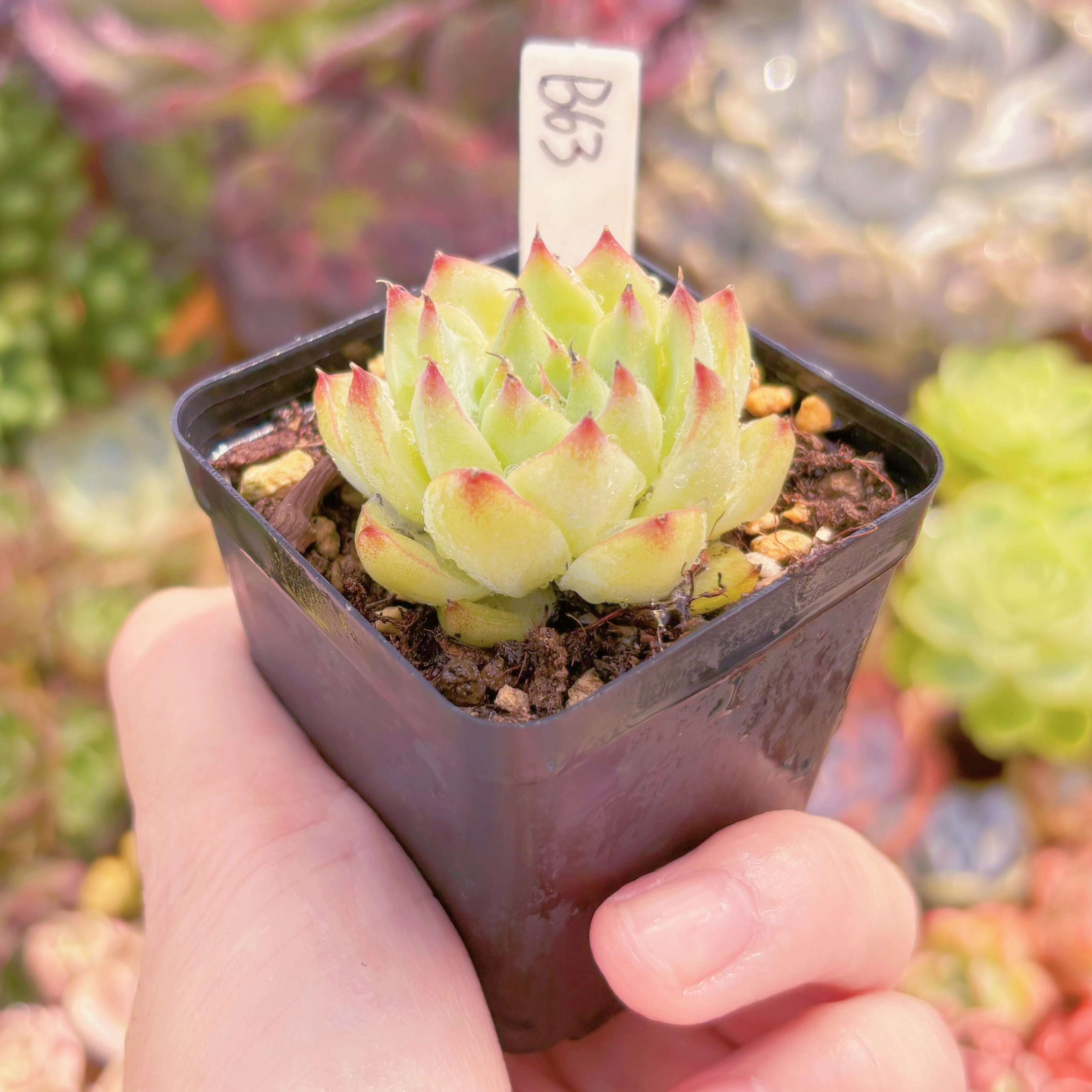 現品 白月影xチワワ#B63 るる農園 | るる農園~多肉植物専門