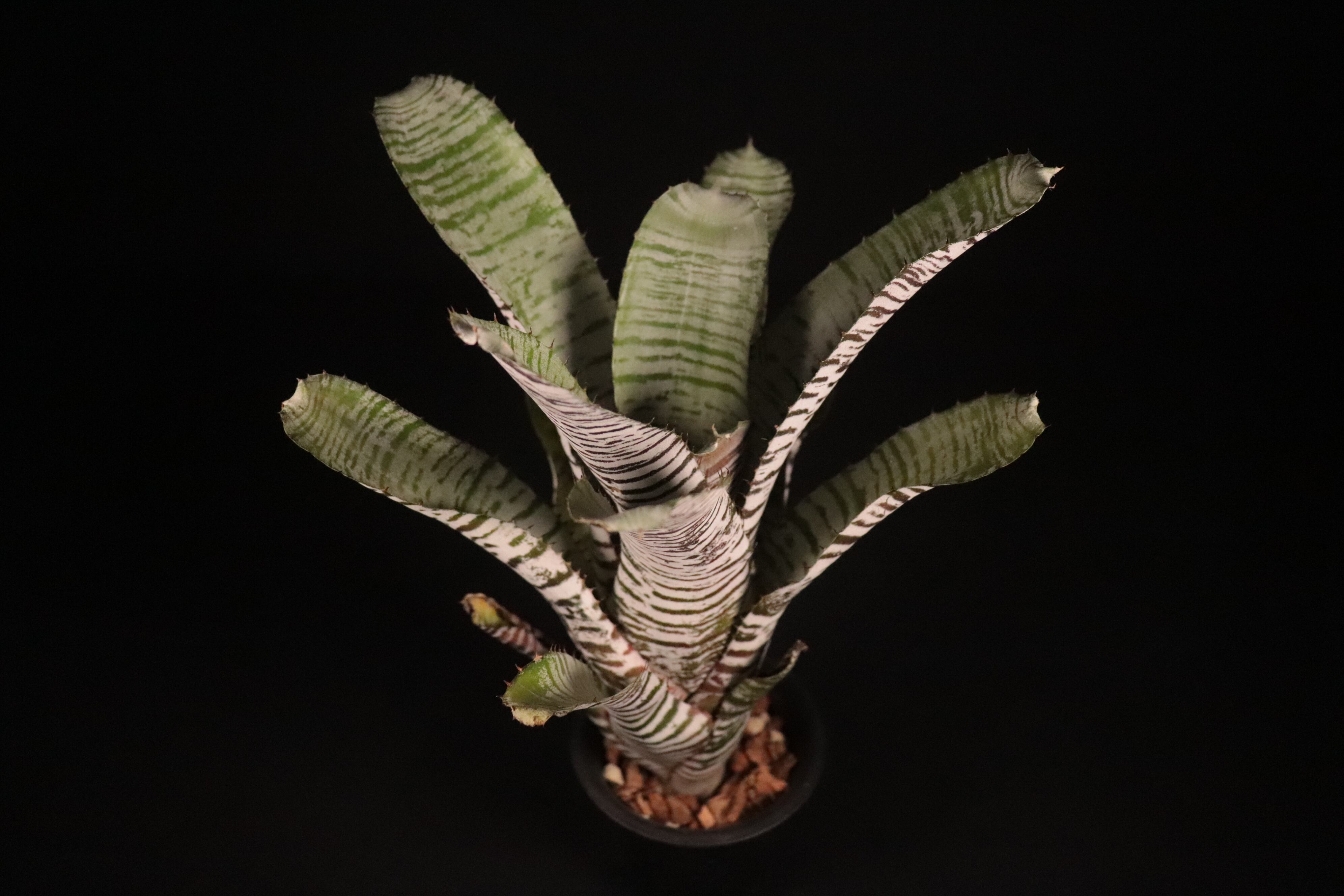 Aechmea 'DeLeon's Chantinii'〔エクメア〕A175 Aechmea 'DeLeon's Chantinii'〔エクメア〕A175 【送料無料