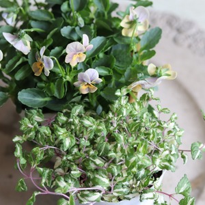 ベロニカレッドラインコンパクター　寄せ植えにオススメ　カラーリーフ　庭、花壇にオススメ　丈夫　初心者にオススメ　