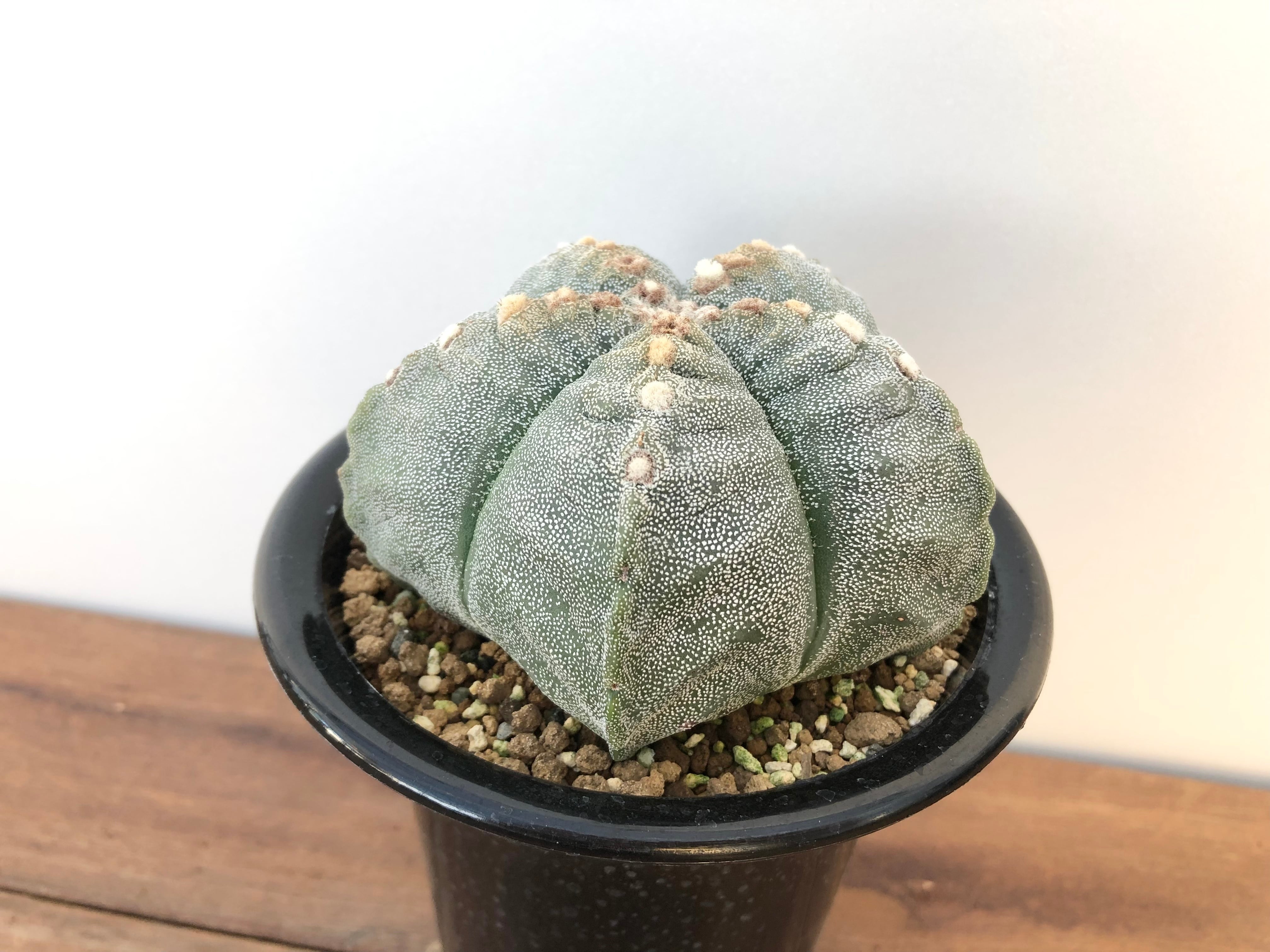 Astrophytum　アストロフィツム　ランポー玉　肋骨タイプ　サボテン | plants MARU ー 多肉植物・サボテン・園芸グッズのお店 ー  powered by BASE