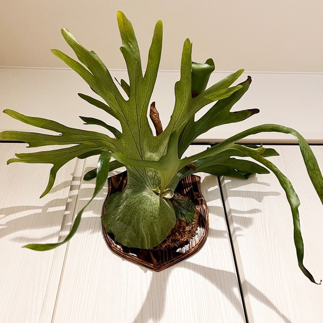 ビカクシダ グランデ 板付 【観葉植物 壁掛け コウモリラン】