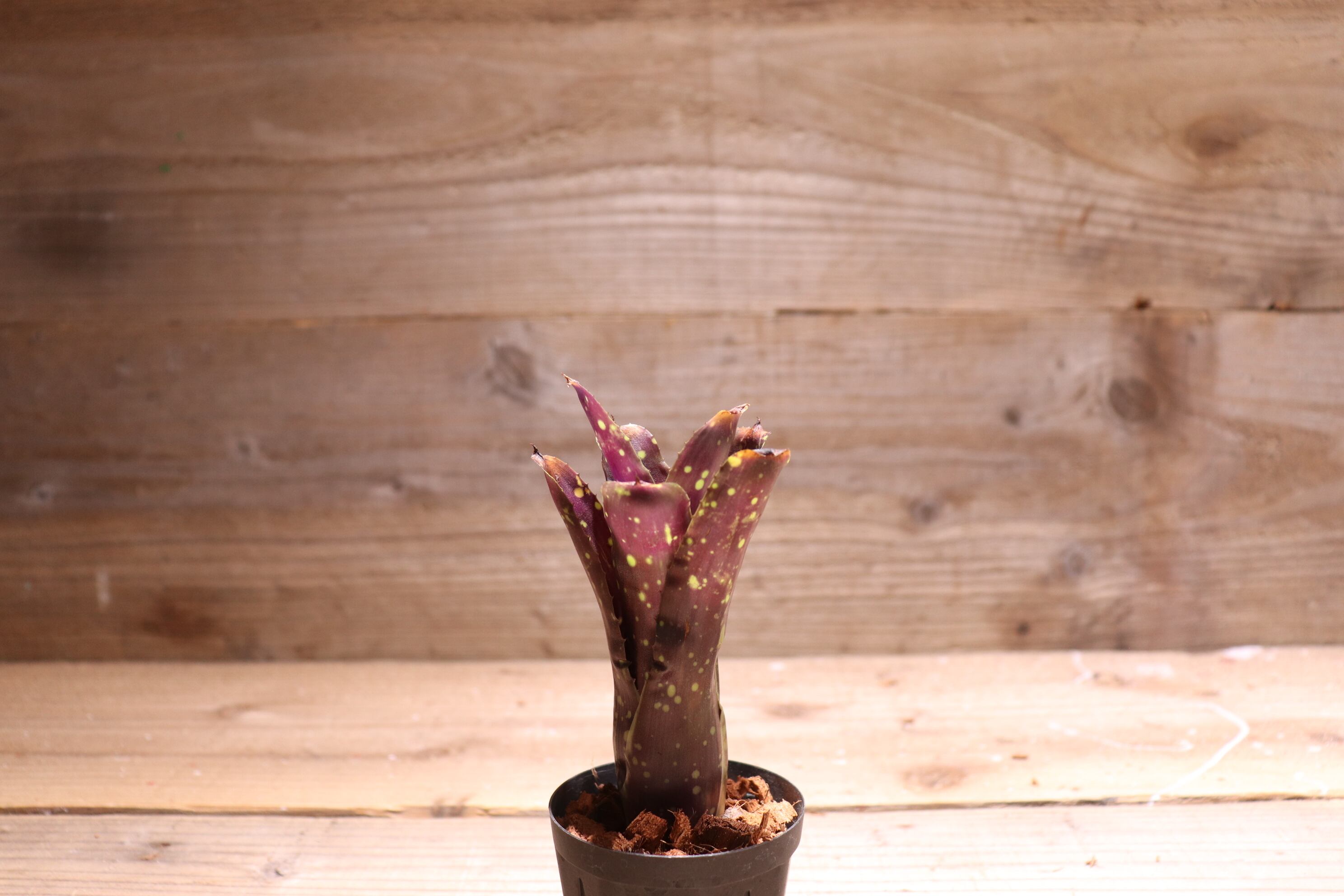 can　同梱値引きNeoregelia R C x Dなど2点 c1d5800d5d2ad608e037935de4fc8a