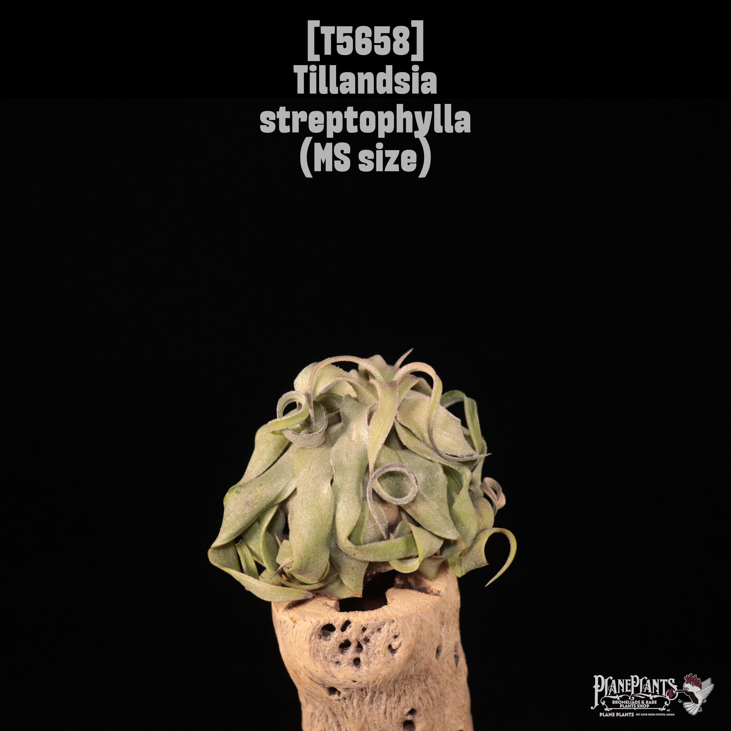 【送料無料】streptophylla MS〔エアプランツ〕現品発送T5658