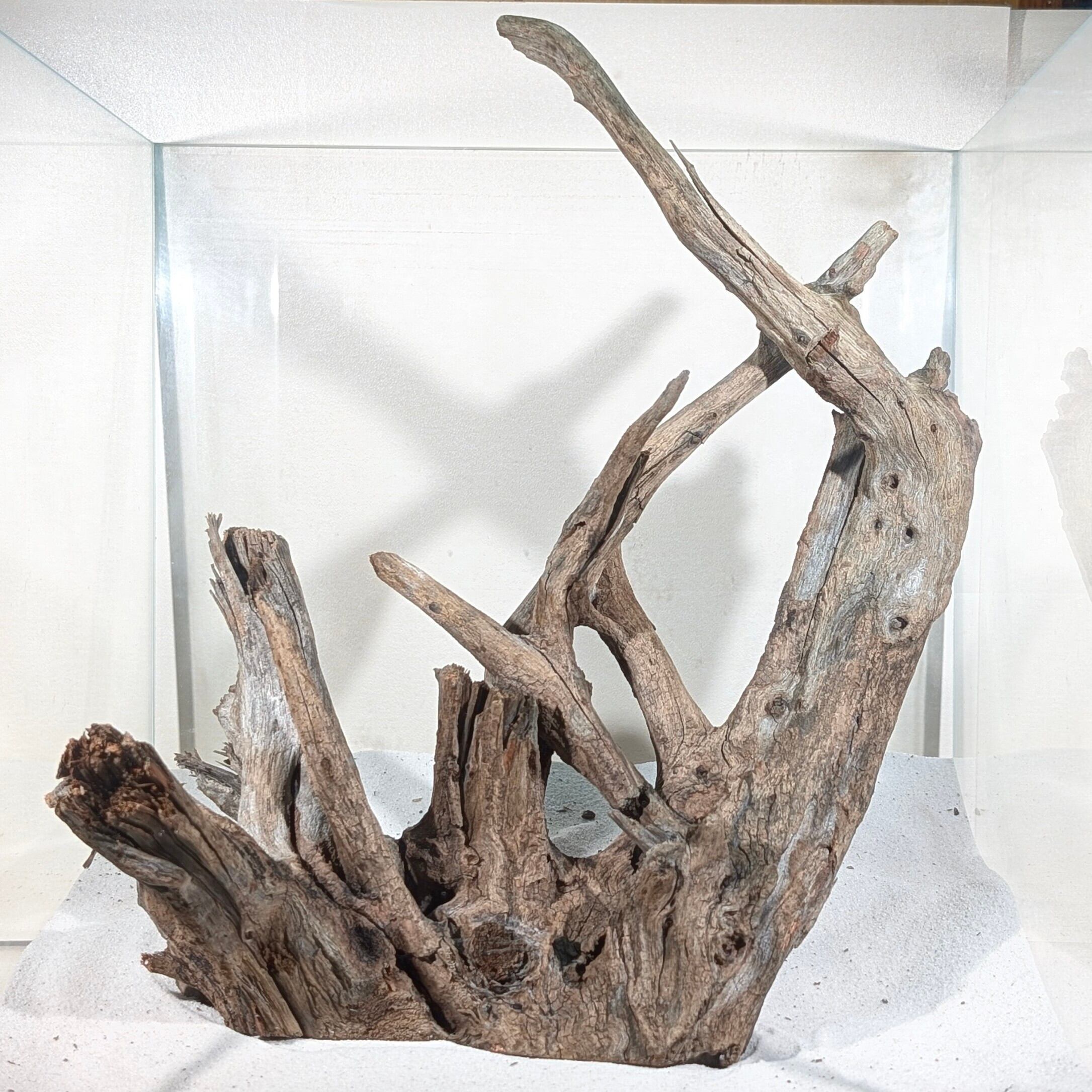 ブラックホーンウッド【BHW164】 流木 アクアリウム 水槽 熱帯魚