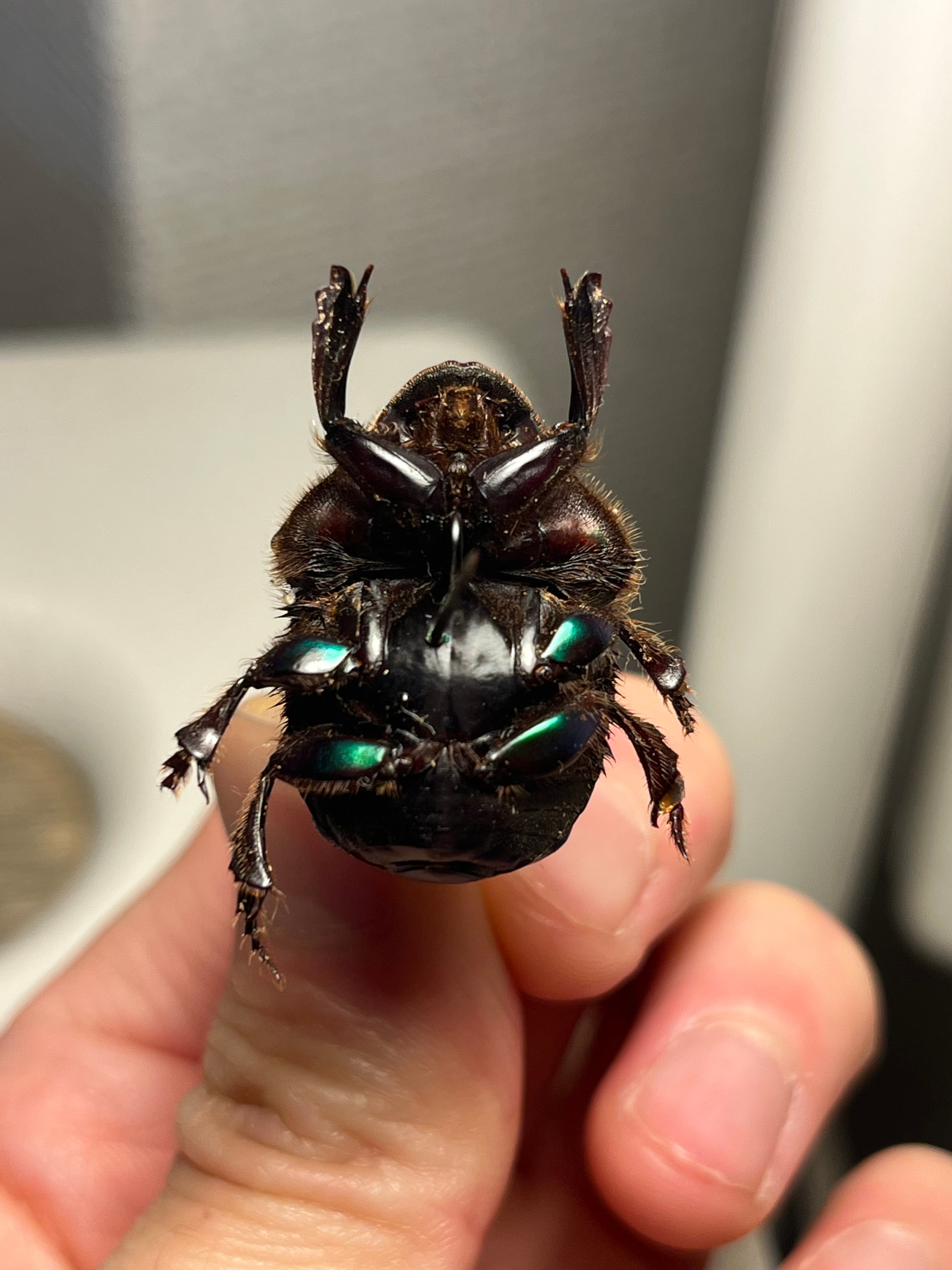 幸運ノ虫】エメラルドツヤダイコクコガネ フンチュウ糞虫昆虫標本甲虫