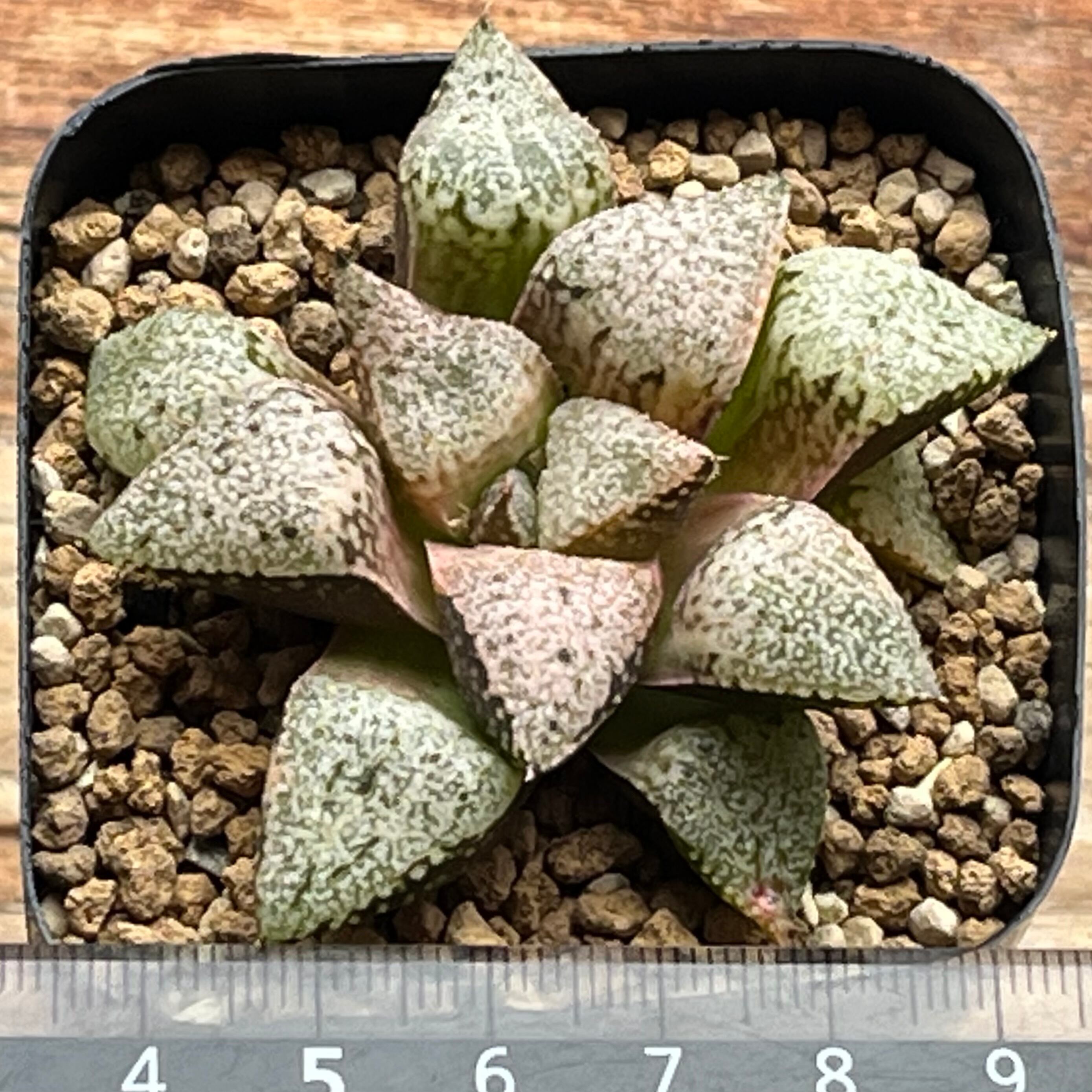 ハオルチア 白泉殿錦 | mocono_plants