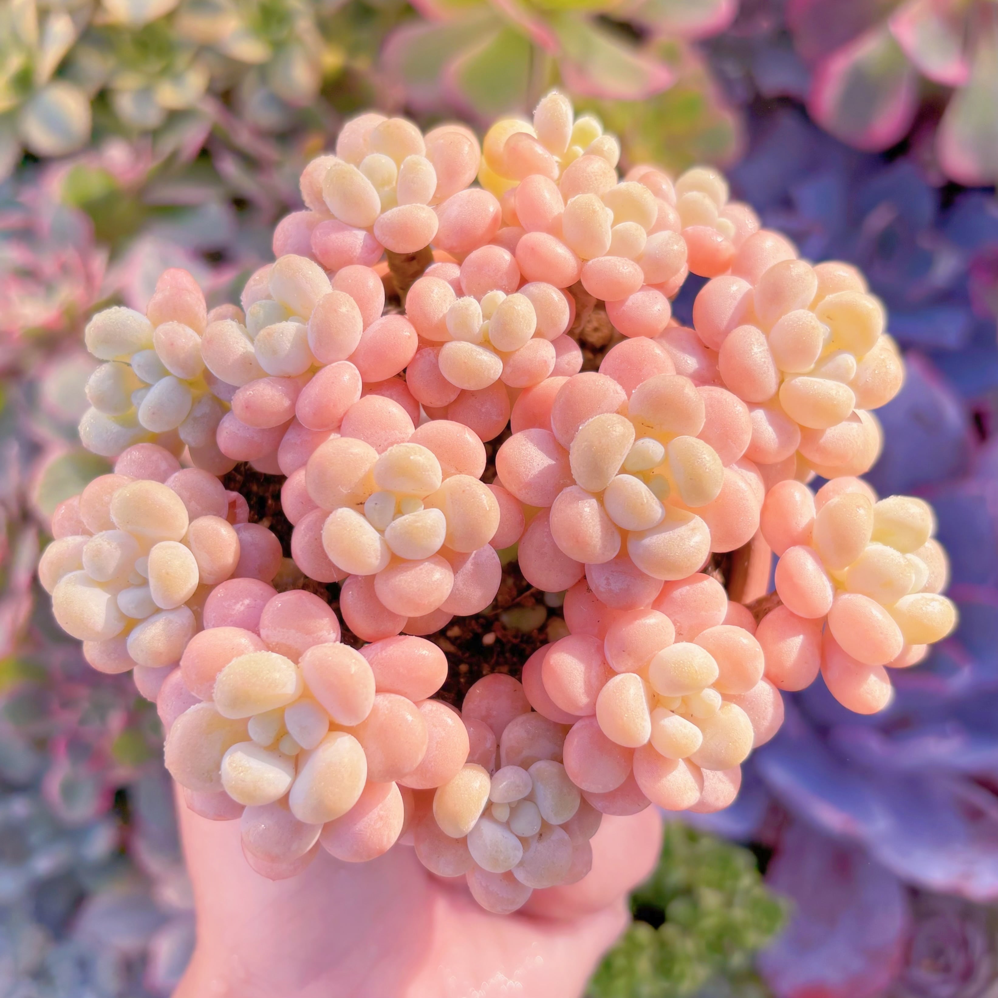 現品　丸葉ストロベリーミルク#228　群生　るる農園