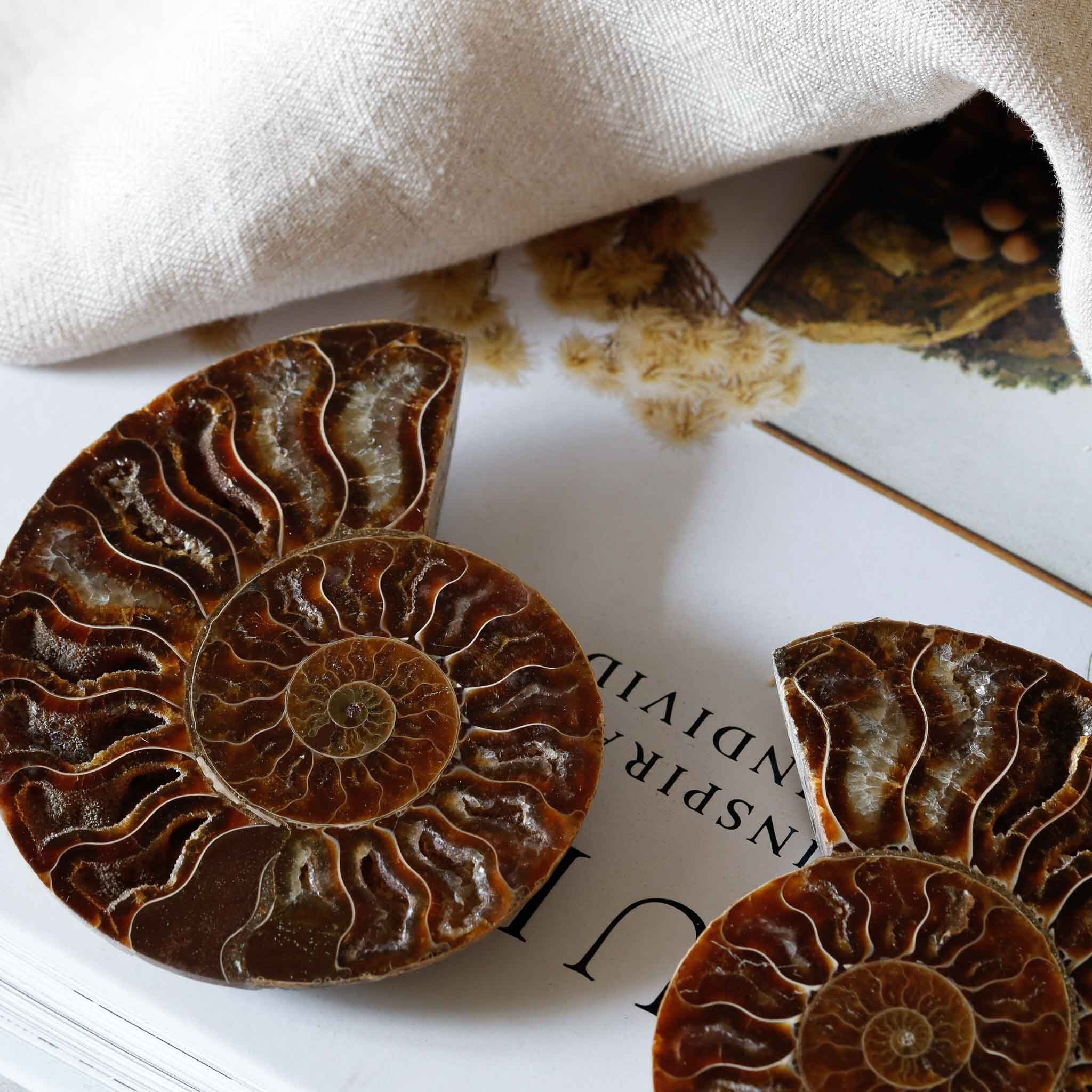 アンモナイト ハーフカット 2321｜クレオニセラス【送料無料