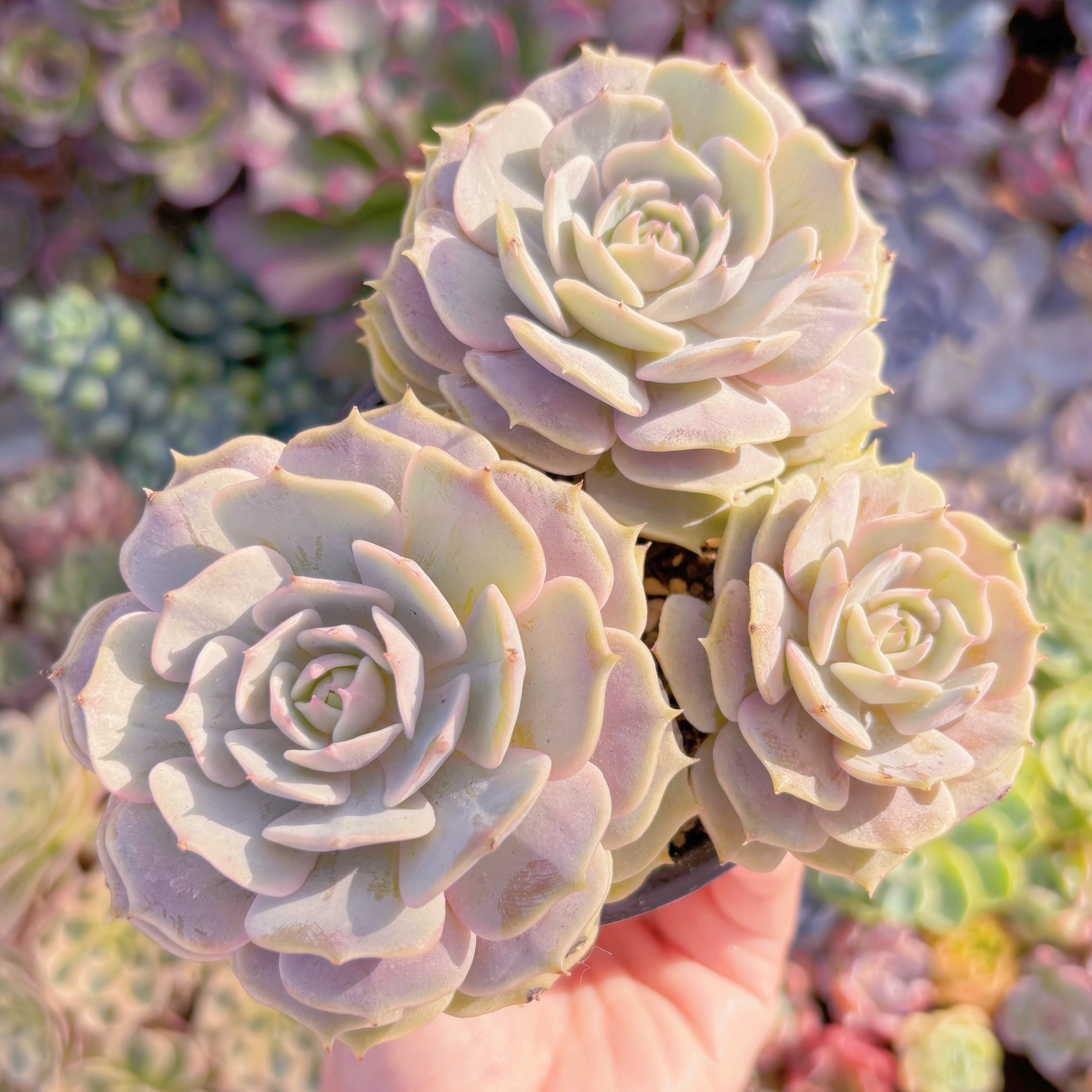 現品　ローラ#F041　群生　新入荷　るる農園