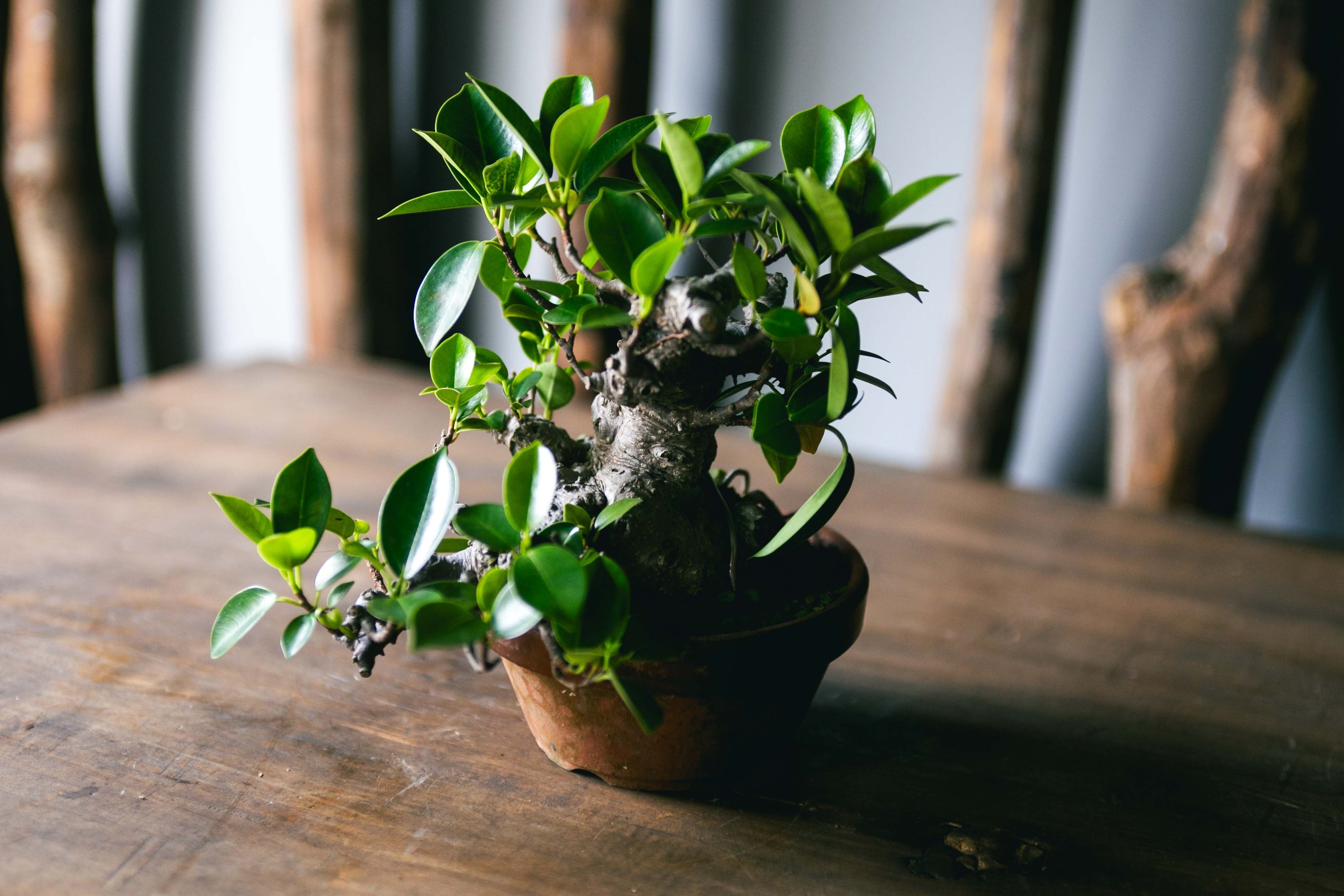 琉球盆栽】Ficus microcarpa【古木ガジュマル】 | 青坊主-aobouzu-