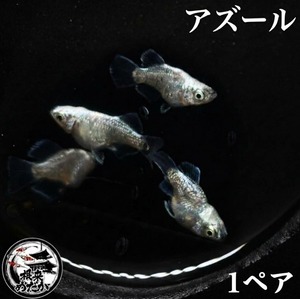 〖1ペア〗アズールダルマ　メダカ 成魚 1.5～２cm｜改良メダカ 人気品種 光体型