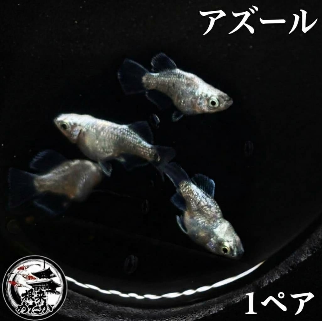 〖1ペア〗アズールダルマ　メダカ 成魚 1.5～２cm｜改良メダカ 人気品種 光体型