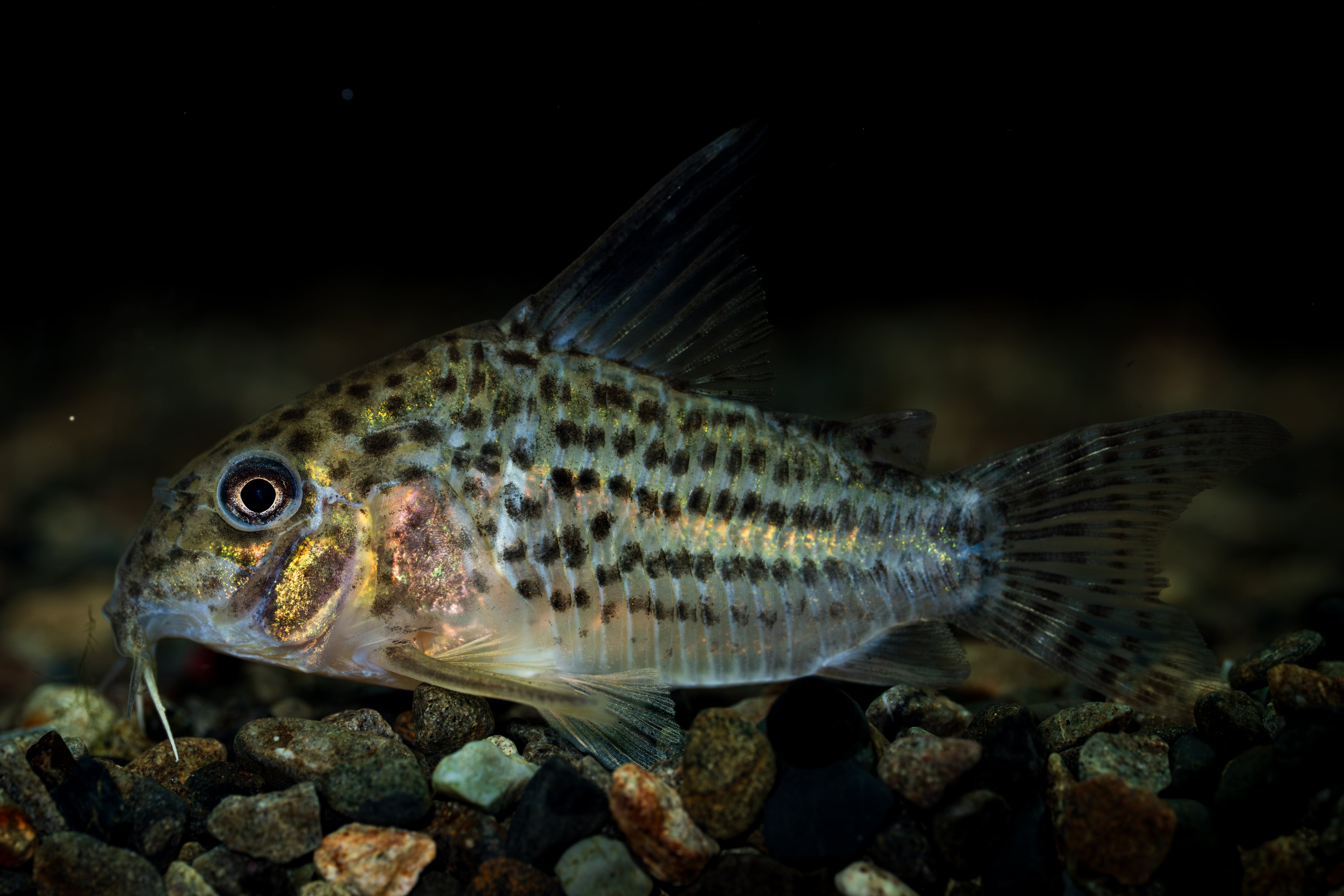 Bucephalandra sp.purple 2020 カミハタ便 Yahoo!オークション - Bucephalandra sp.Purple 2020【カミハタ便】